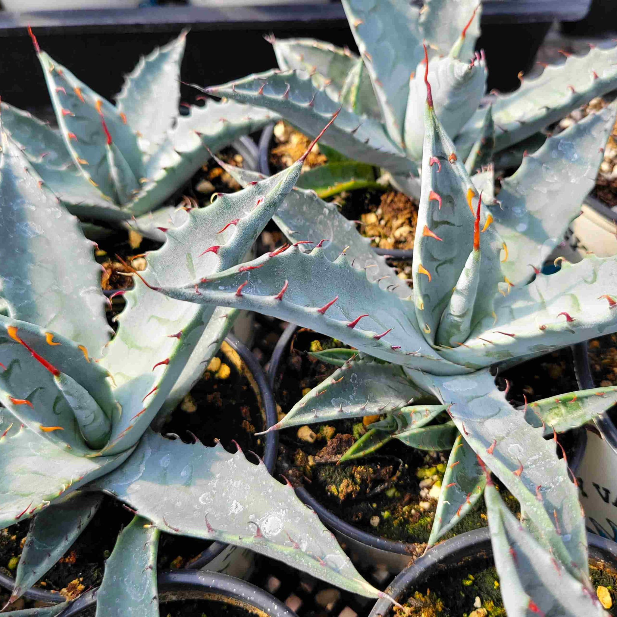 Agave zebra – Happy Valley Plants