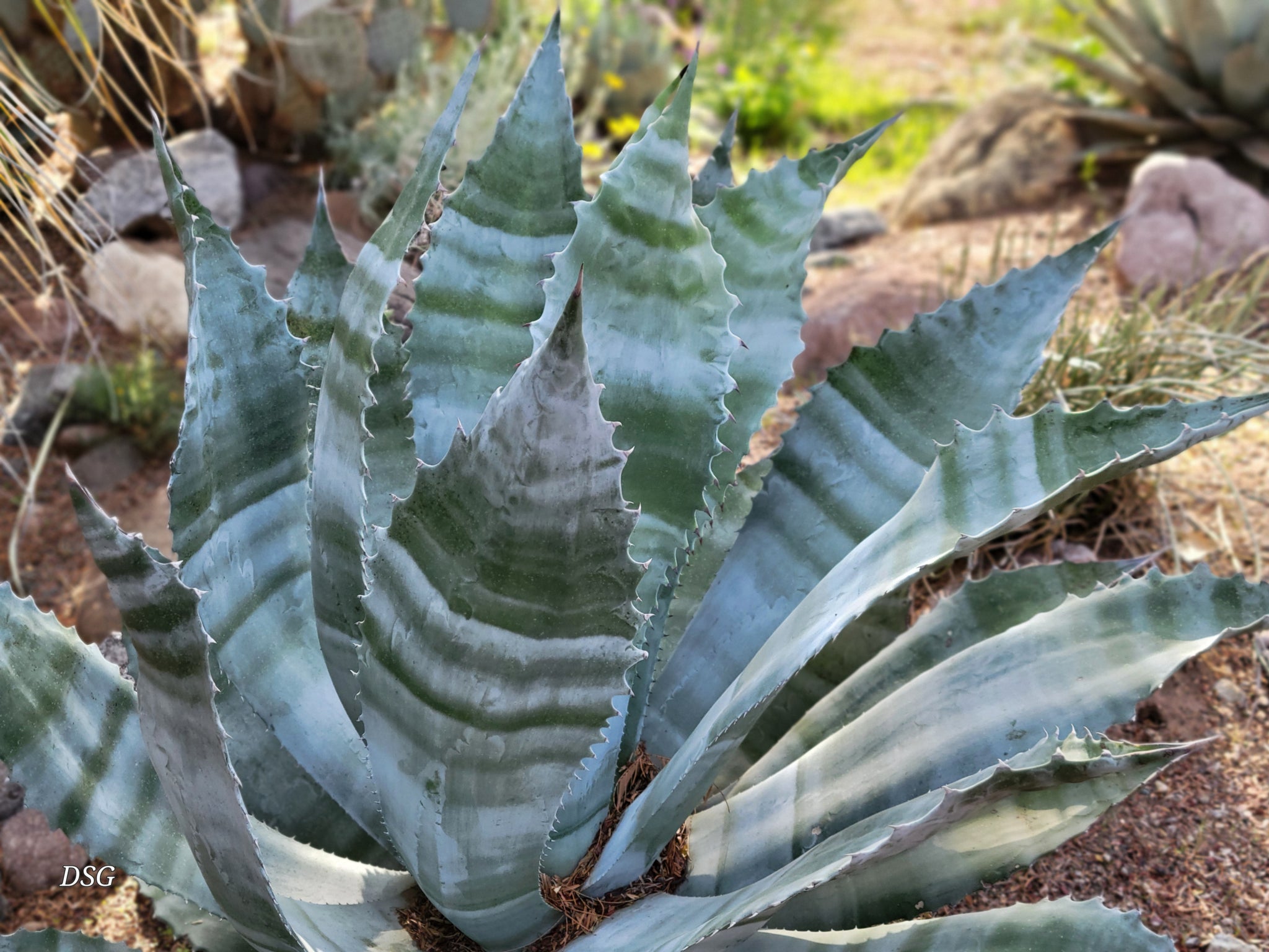 Agave zebra – Happy Valley Plants