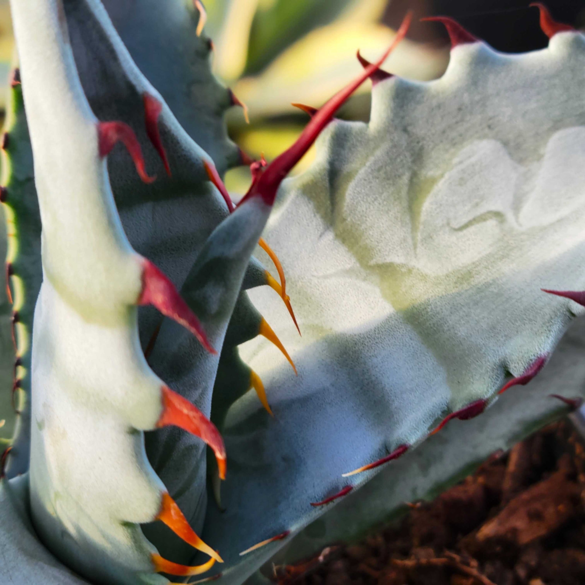 Agave zebra – Happy Valley Plants