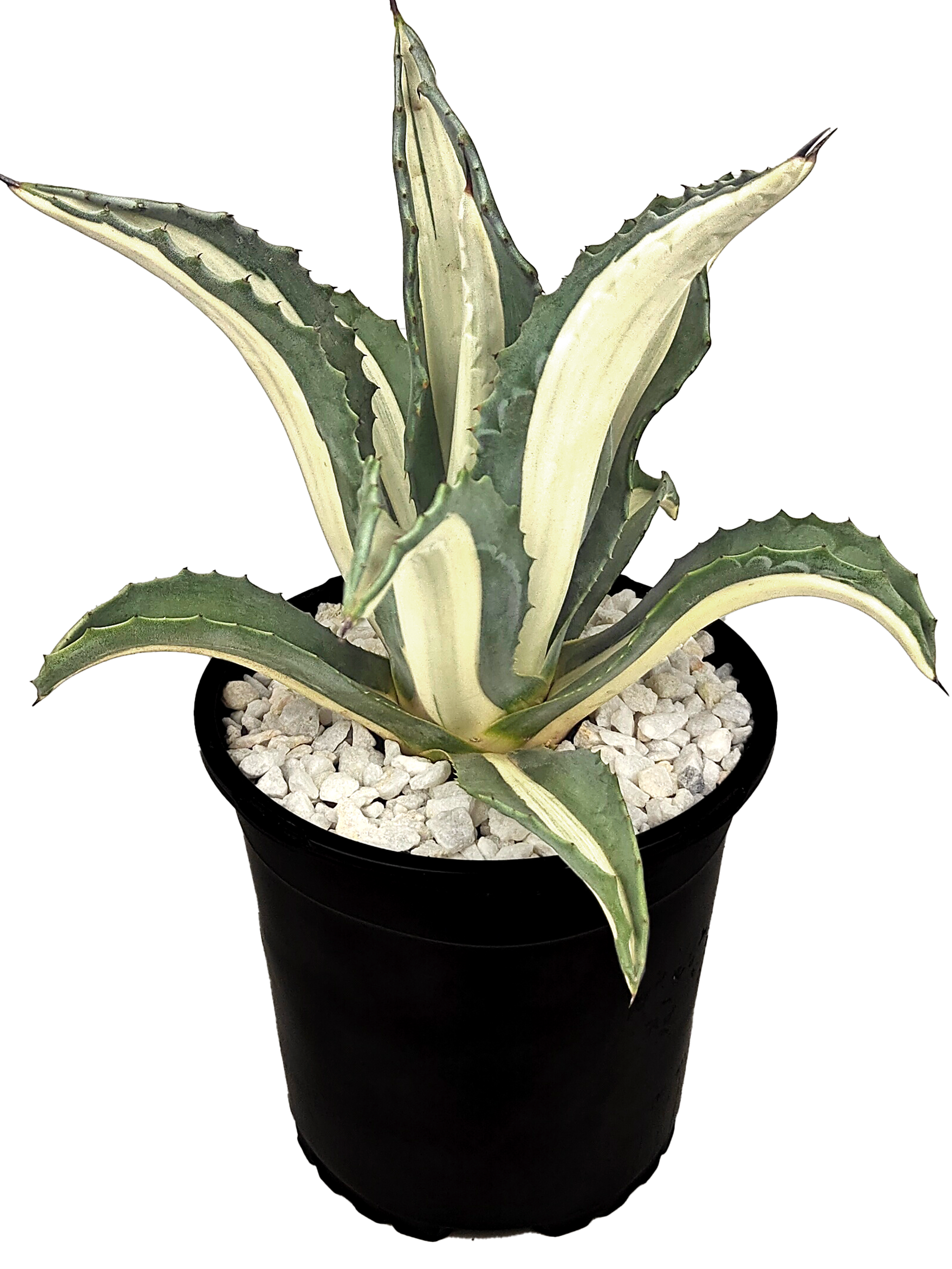 Agave a. medio-picta 'alba' - White-Striped Century Plant – Happy