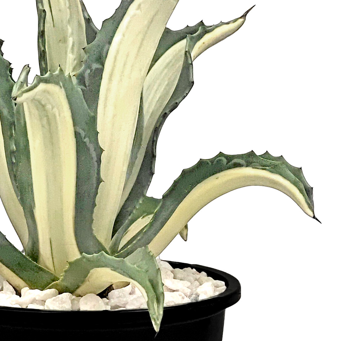 Agave a. medio-picta 'alba'