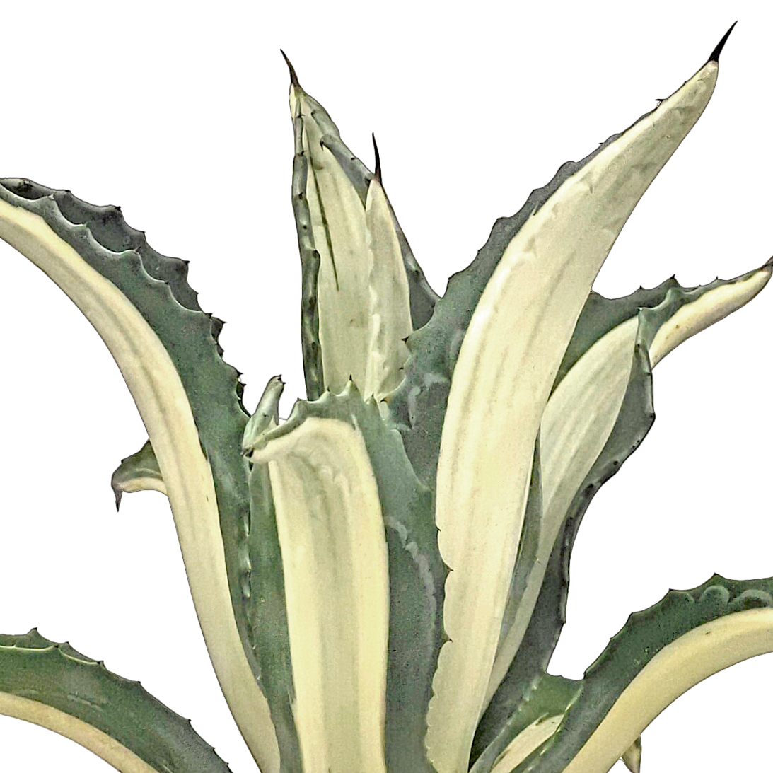 Agave a. medio-picta 'alba'