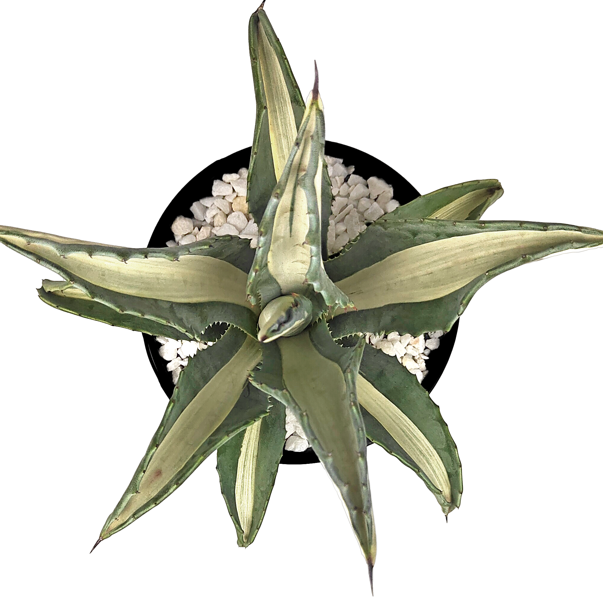 agave alba Agave a. medio-picta 'alba'
