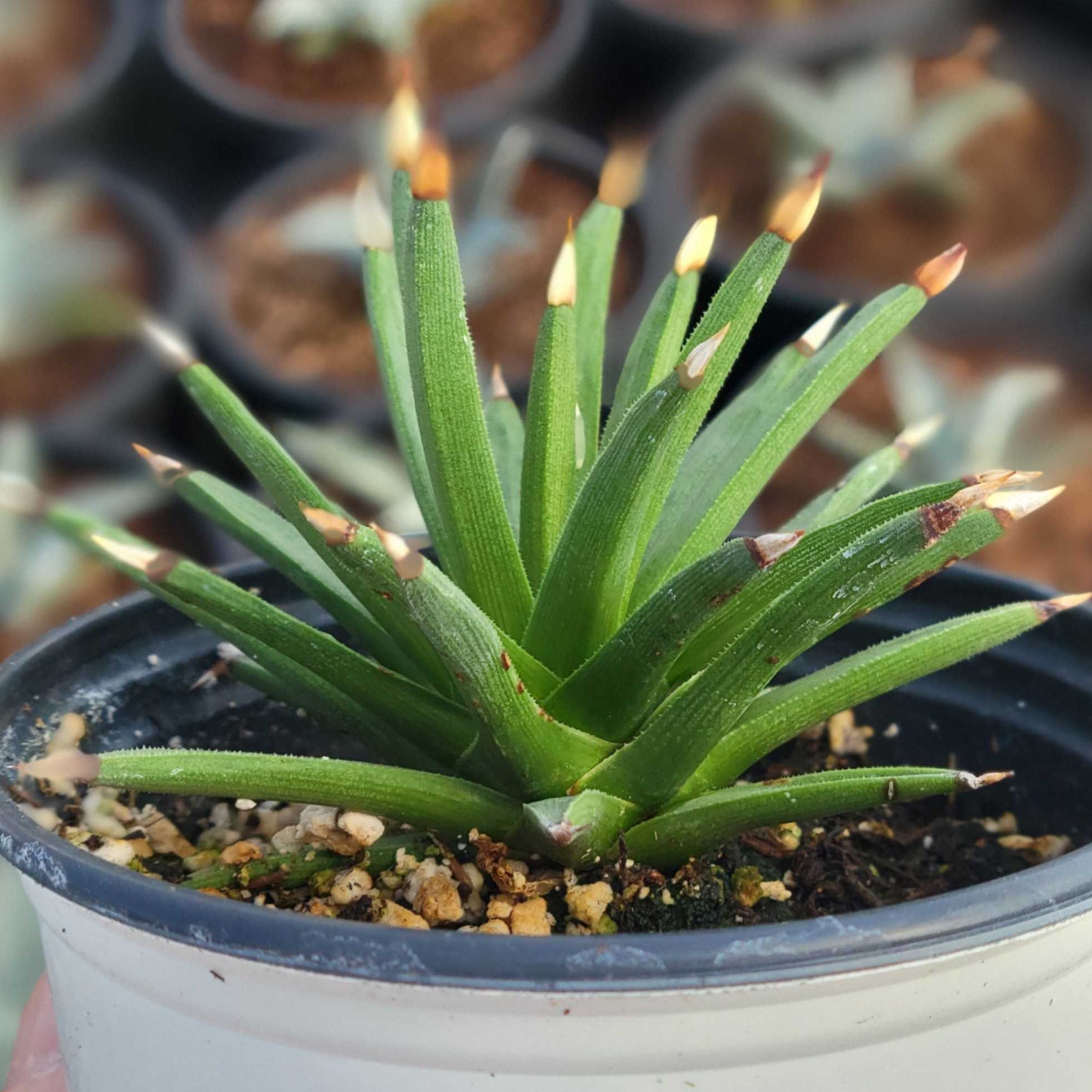 Agave albopilosa 'Tufts'