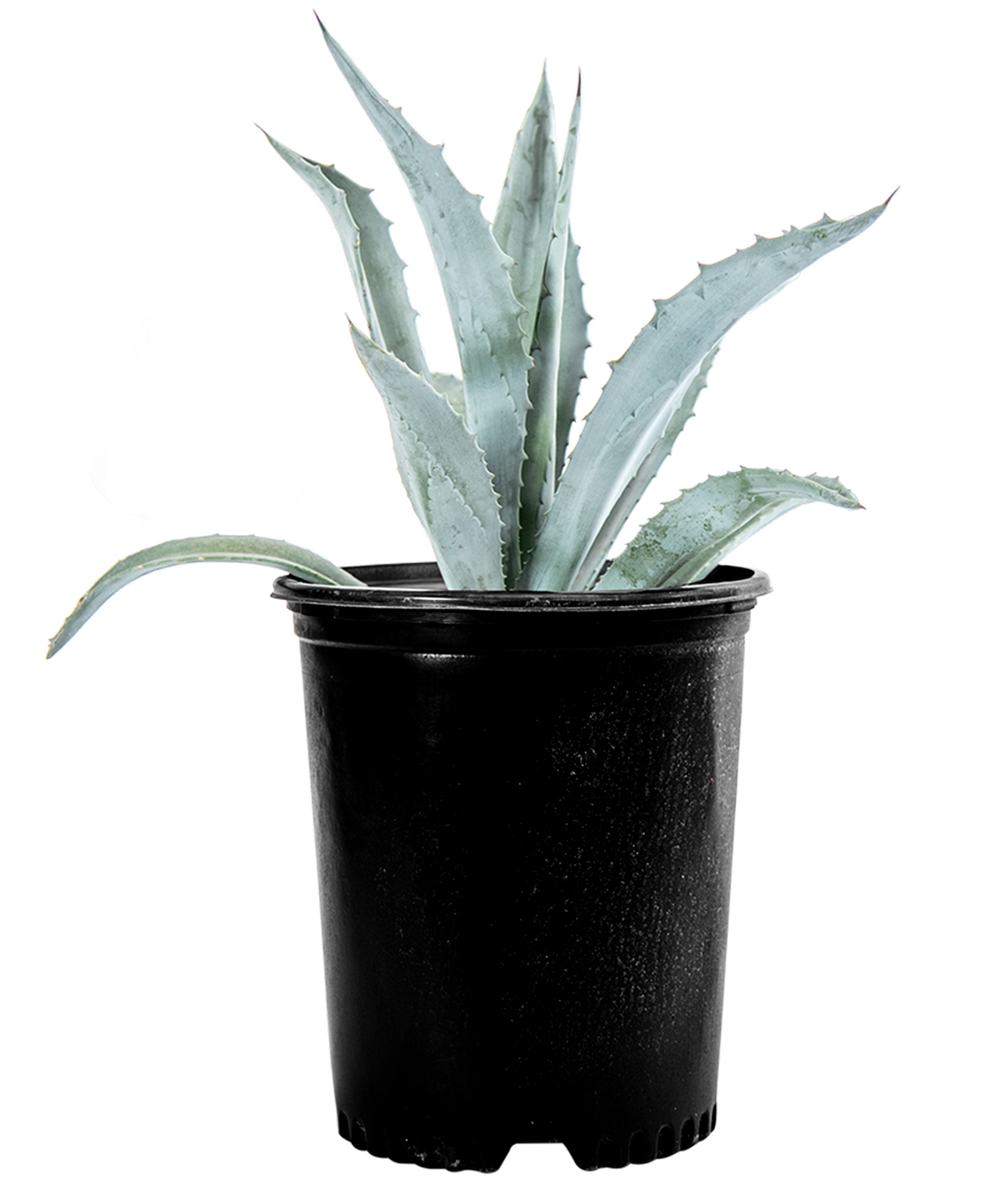 century succulent Agave americana