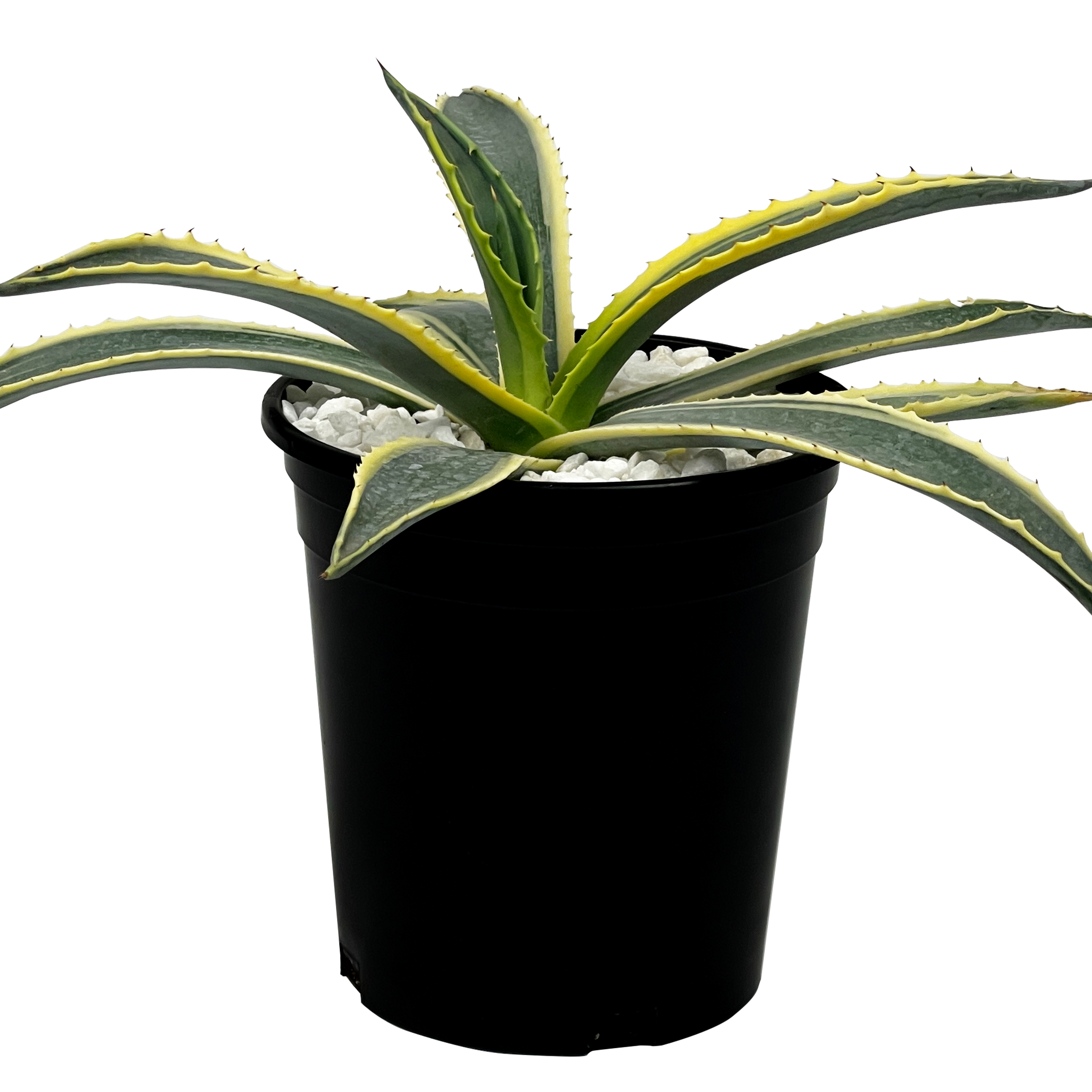 Agave americana marginata