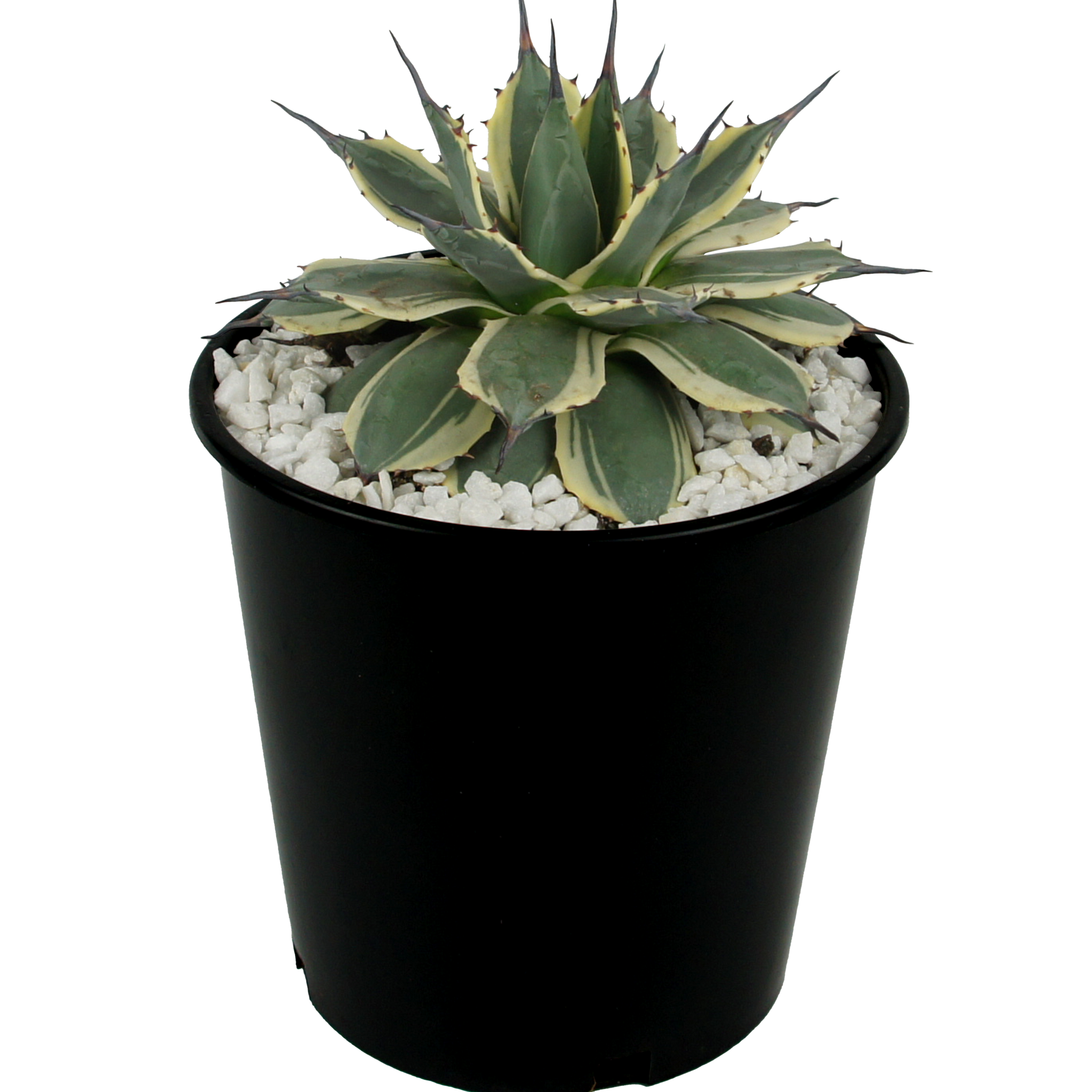 Agave applanata 'Cream Spike' – Happy Valley Plants Agave applanata 'Cream Spike' – Happy Valley Plants