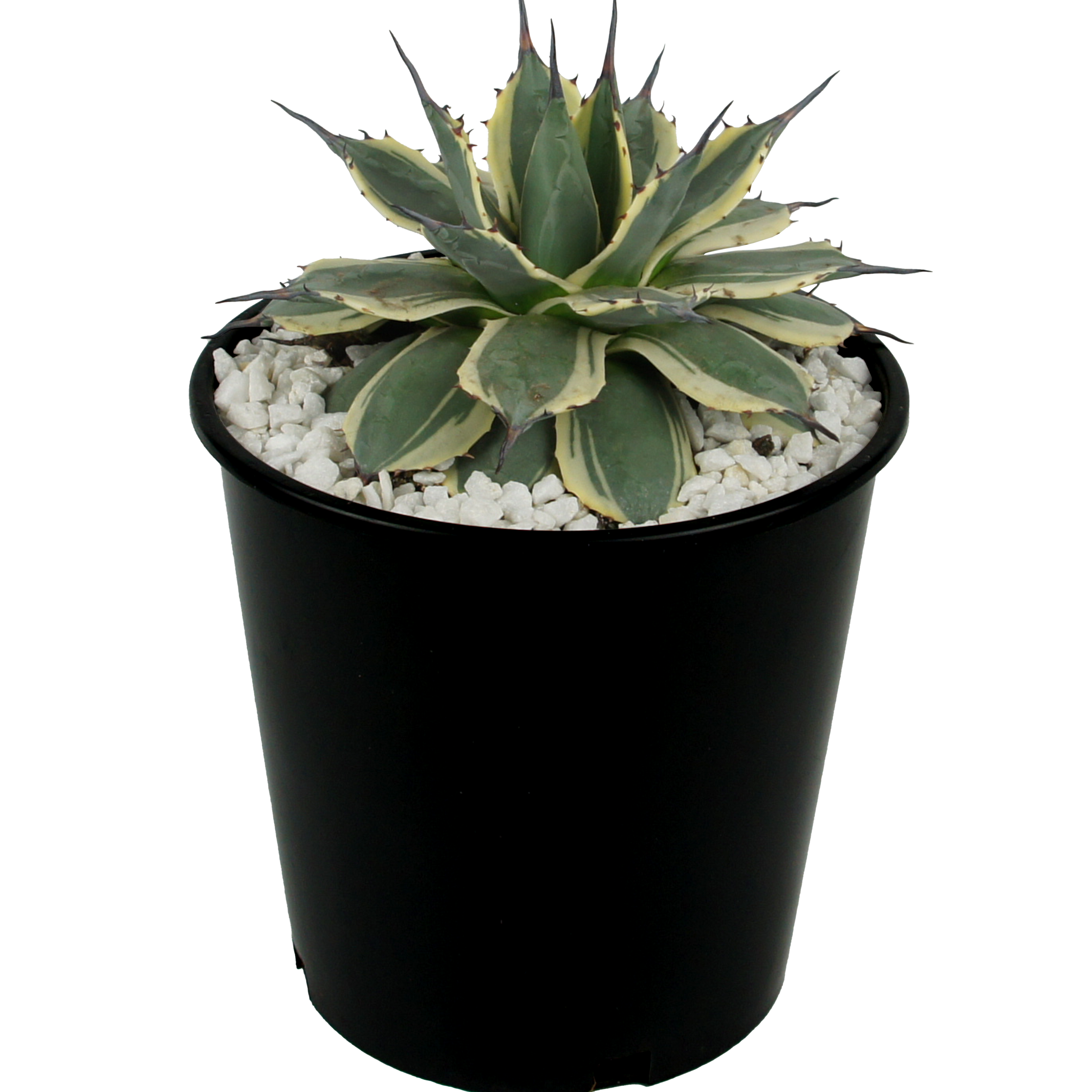 Agave applanata 'Cream Spike' – Happy Valley Plants Agave applanata 'Cream Spike' – Happy Valley Plants