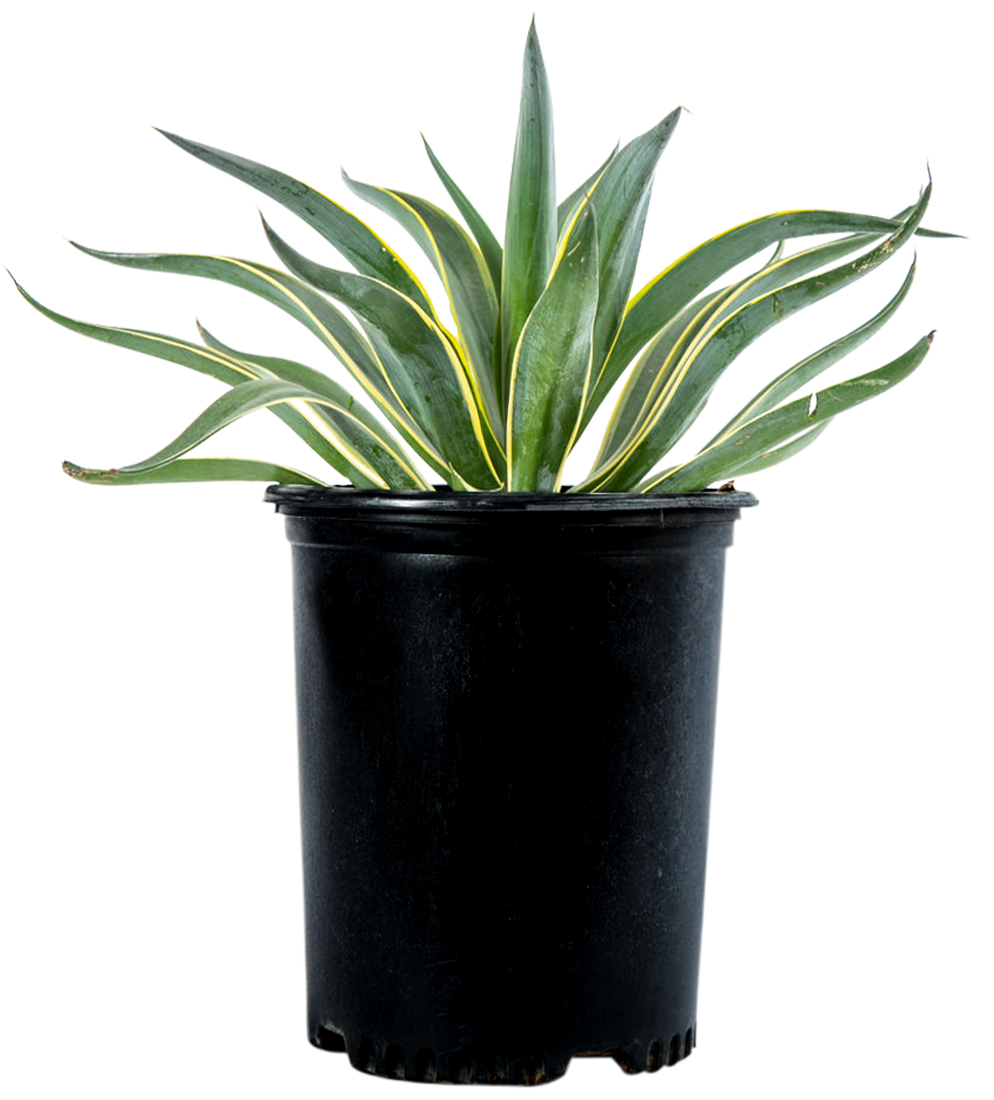 Agave desmettiana ‘Variegata’