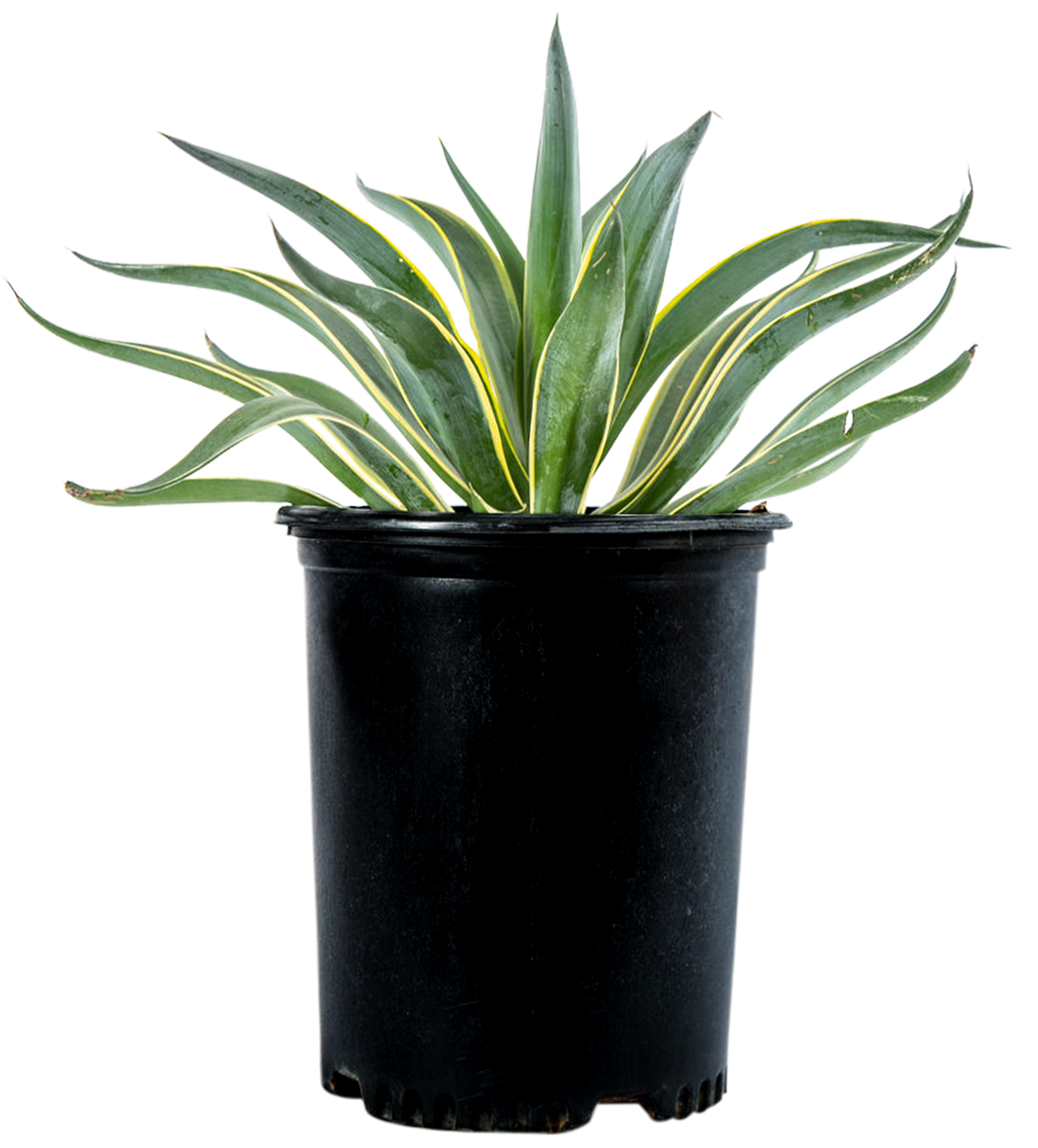 Agave desmettiana ‘Variegata’