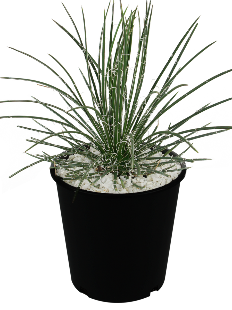 Agave geminiflora - Twin Flowered Agave – Happy Valley Plants