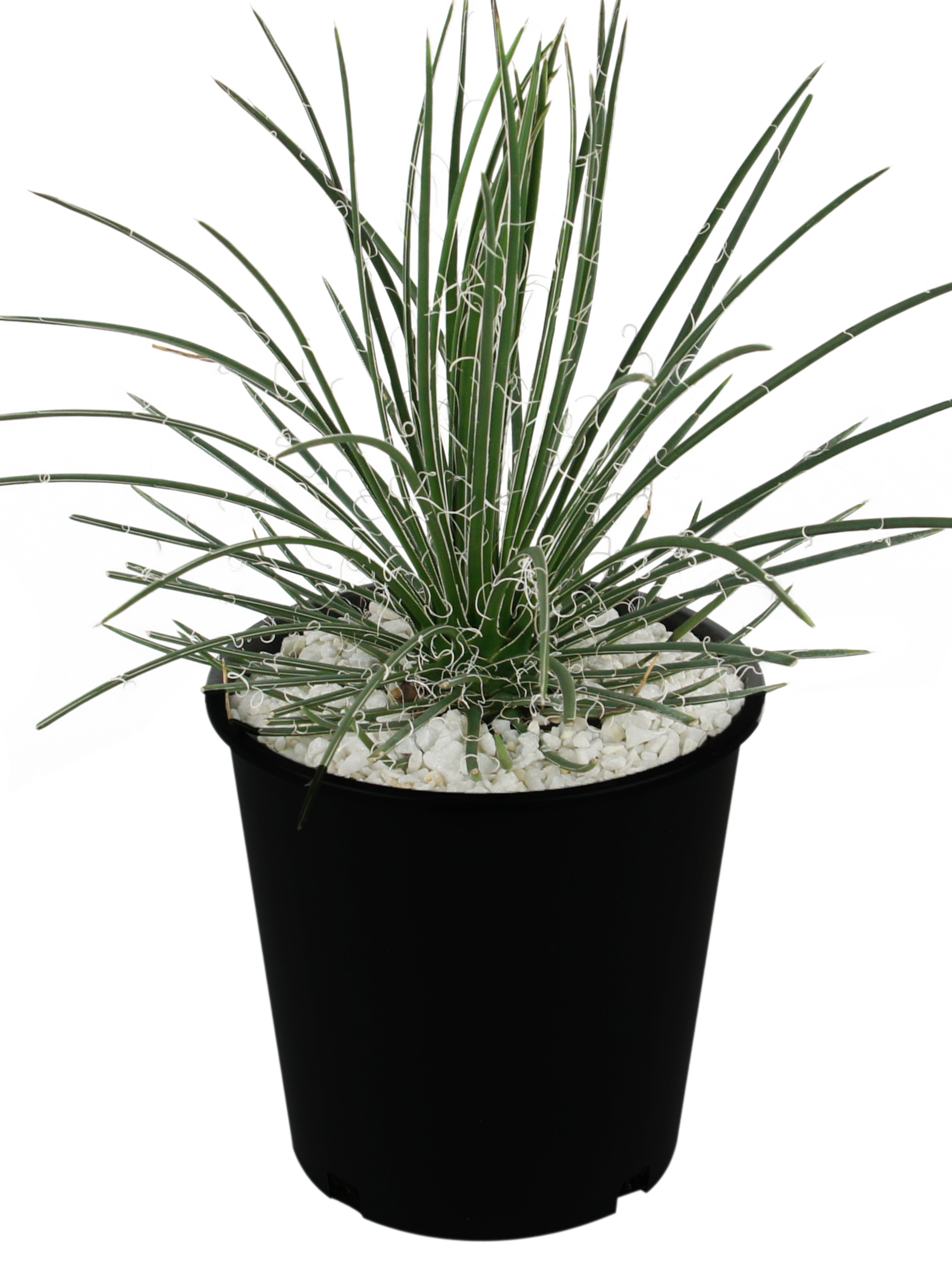 Agave geminiflora - Twin Flowered Agave – Happy Valley Plants