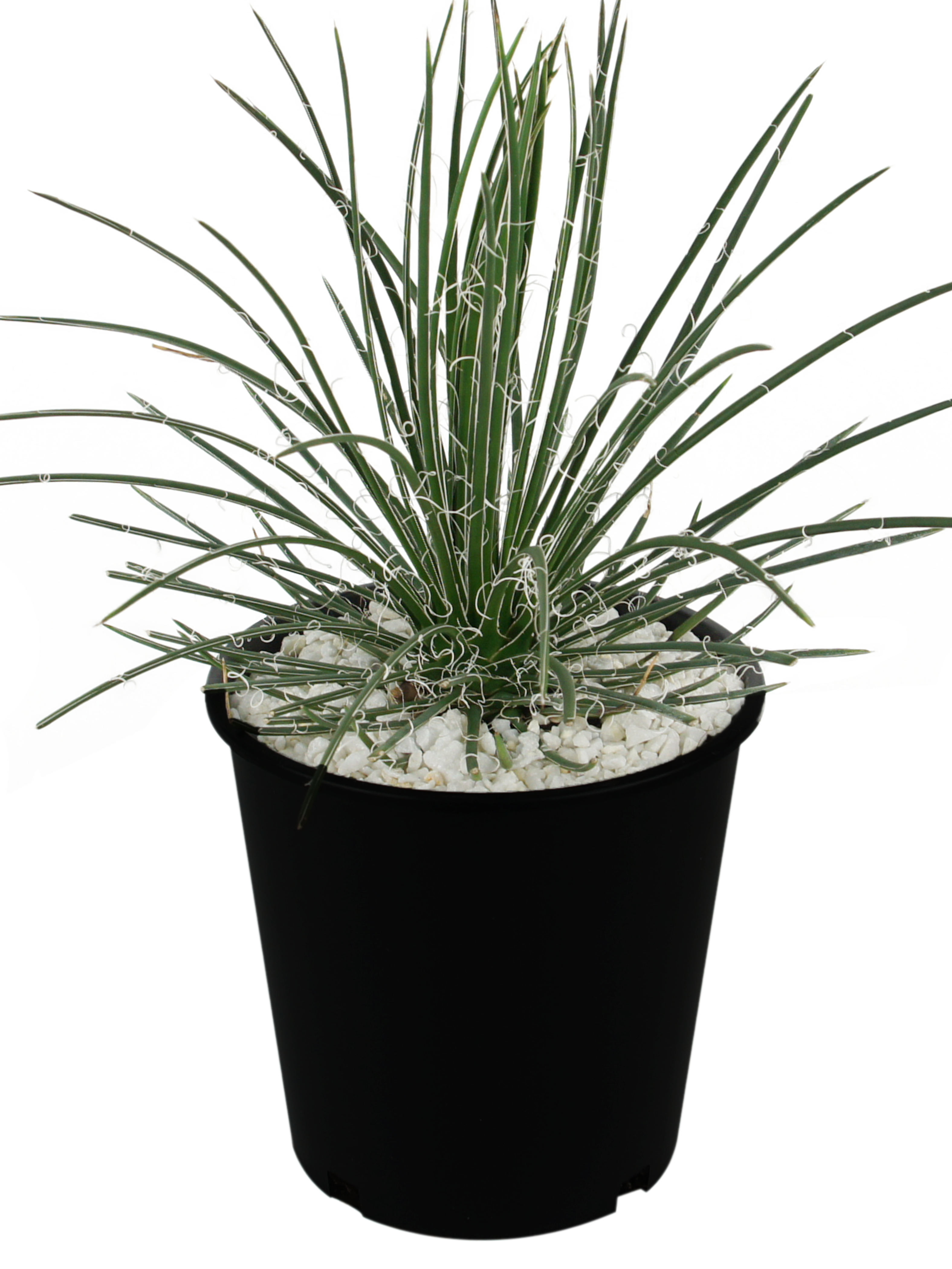 Agave geminiflora - Twin Flowered Agave – Happy Valley Plants