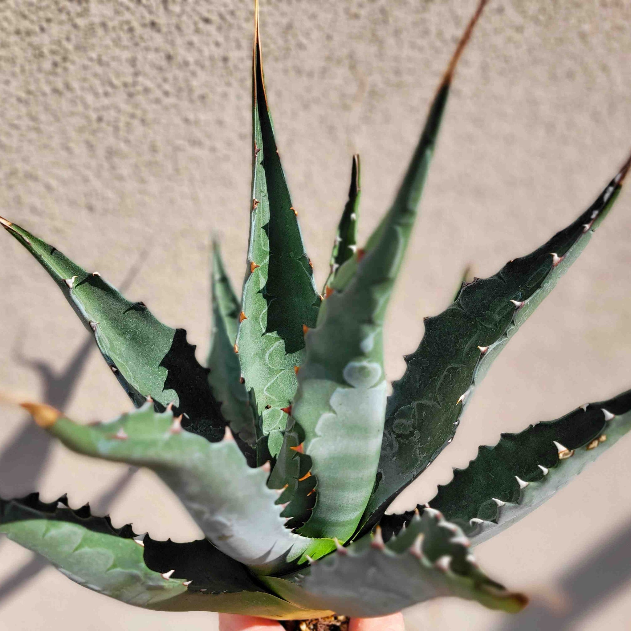 Agave gentryi - Maguey Verde, Hardy Agave  Happy Valley Plants