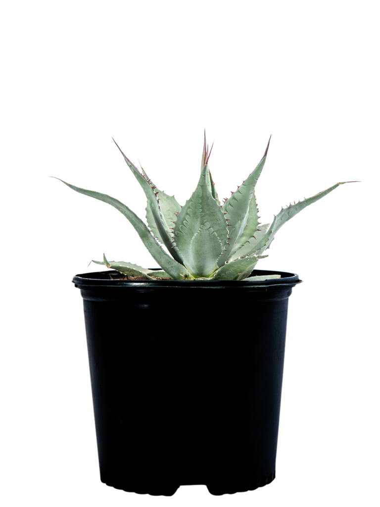 High-angle view of Agave havardiana, also known as Havard Agave, featuring broad-based grey-green leaves with large black curved teeth along the margins and sharp spines at the tips. The plant grows 2-3 feet tall and 3-4 feet wide, thriving in full sun and cold-tolerant environments. Known for its tough, rugged appearance, this drought-tolerant agave is ideal for high-elevation gardens and requires well-draining soil.