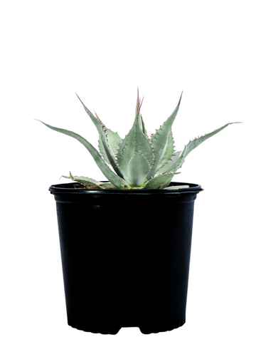 High-angle view of Agave havardiana, also known as Havard Agave, featuring broad-based grey-green leaves with large black curved teeth along the margins and sharp spines at the tips. The plant grows 2-3 feet tall and 3-4 feet wide, thriving in full sun and cold-tolerant environments. Known for its tough, rugged appearance, this drought-tolerant agave is ideal for high-elevation gardens and requires well-draining soil.