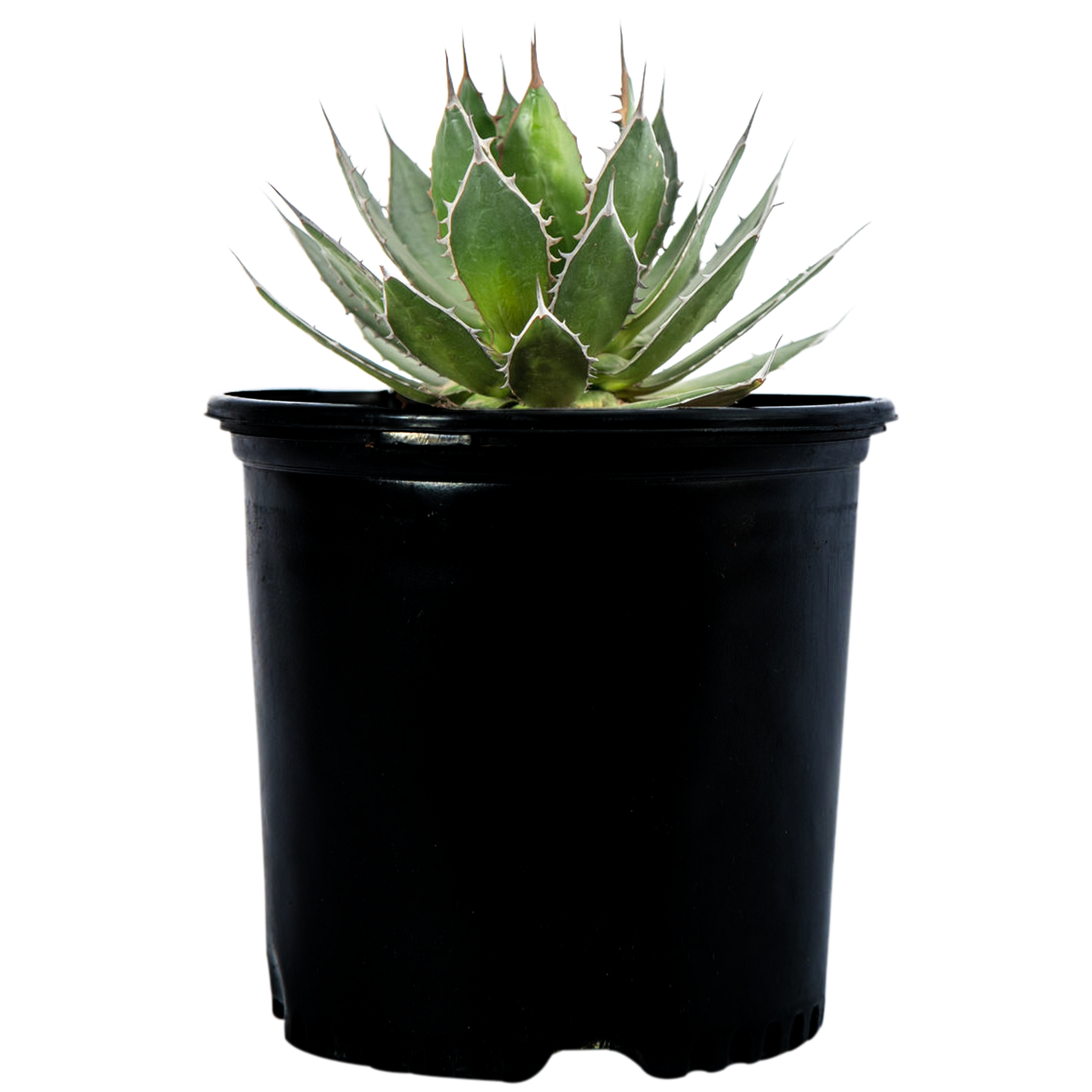 giant mezcal agave live plant in pot Agave horrida