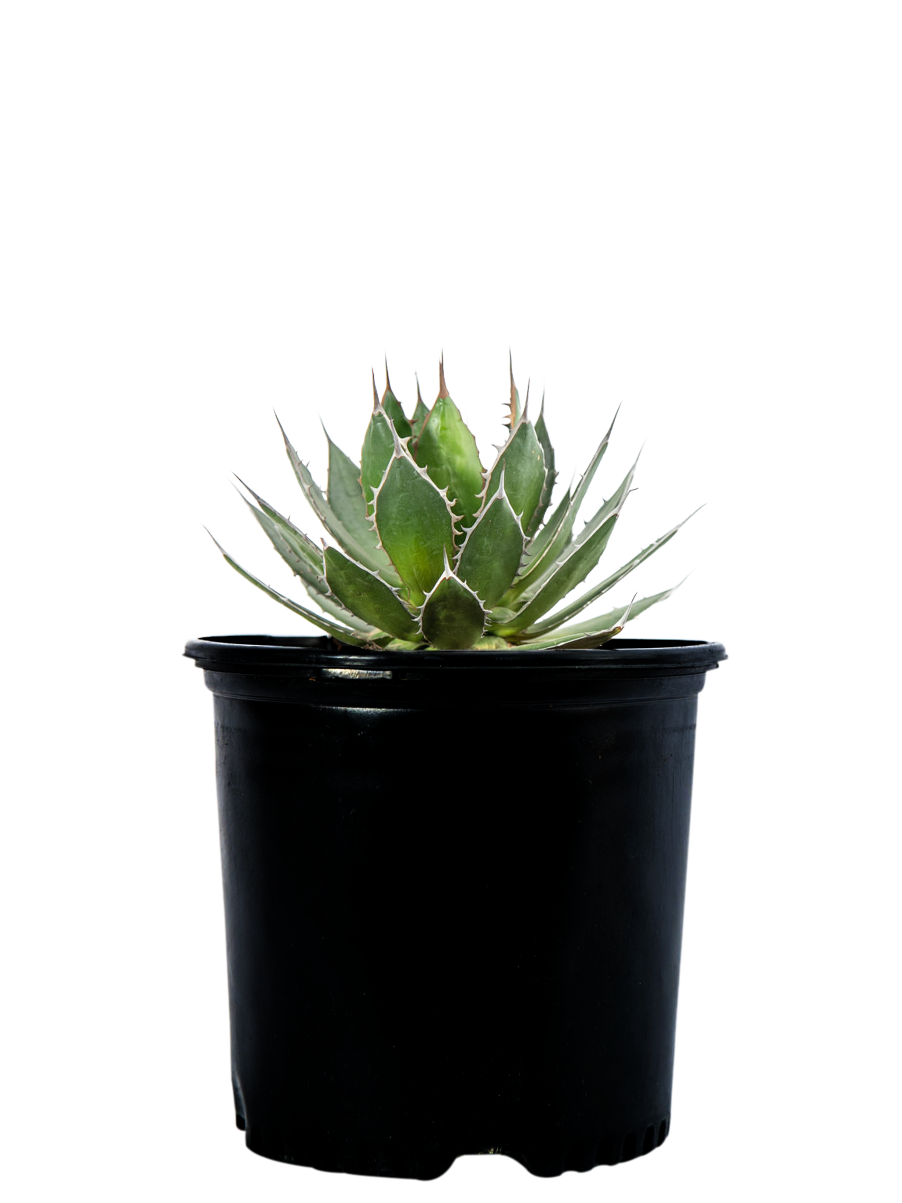 Agave horrida - Mexcalmetl Agave – Happy Valley Plants