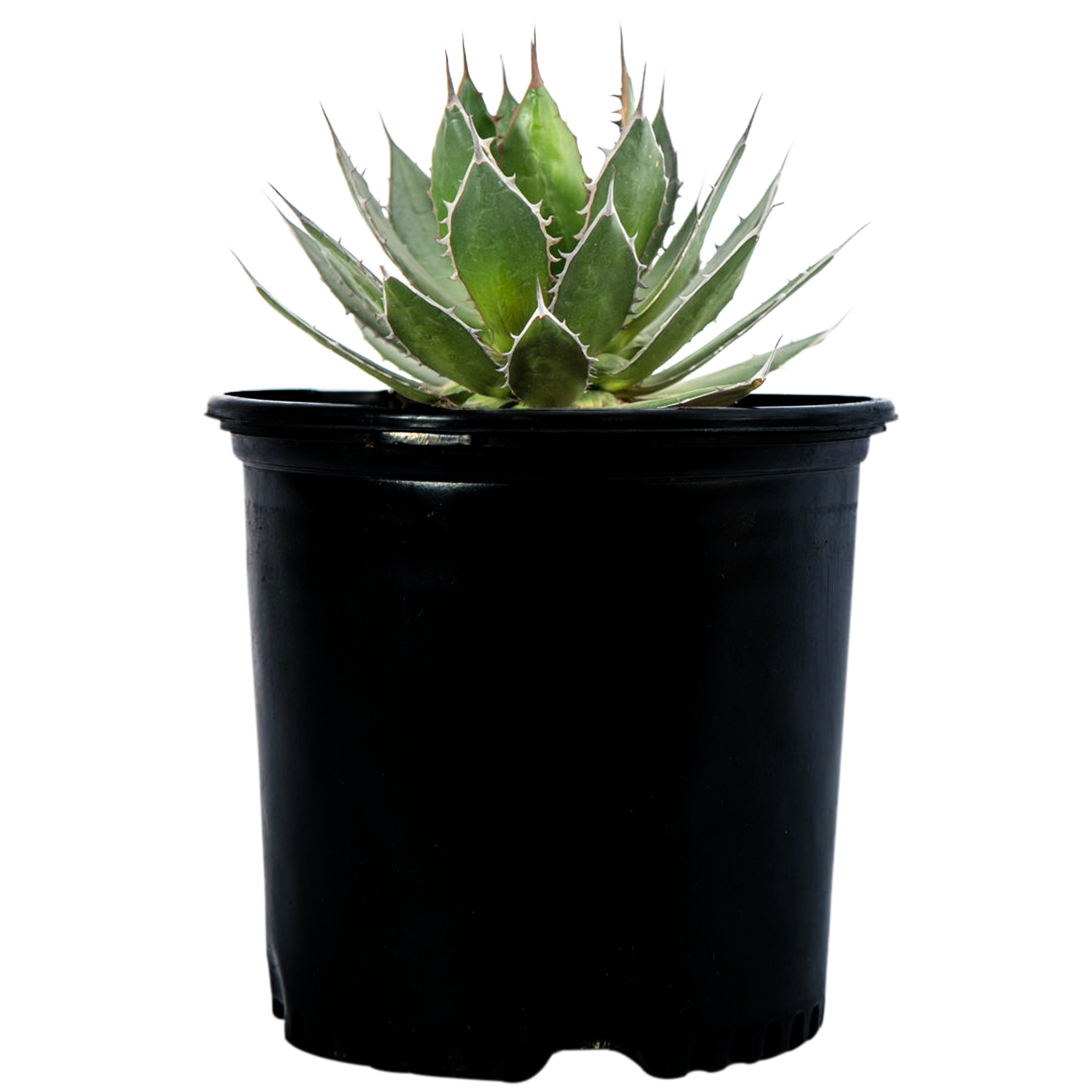 Agave horrida - Mexcalmetl Agave – Happy Valley Plants Agave horrida - Mexcalmetl Agave – Happy Valley Plants