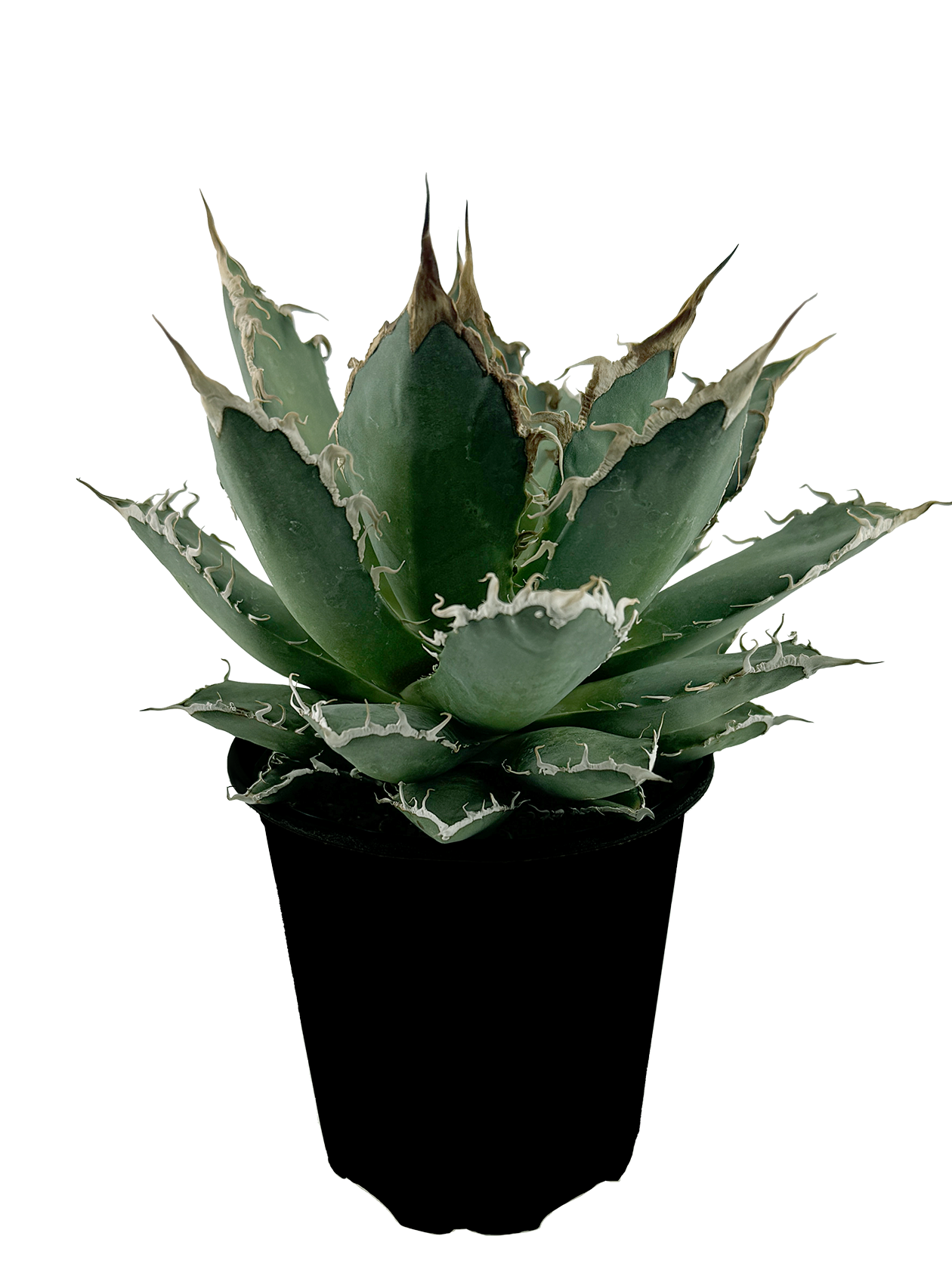 Agavehybrid_Oaxaca_0e8b2ed9- Agavehybrid_Oaxaca_0e8b2ed9-