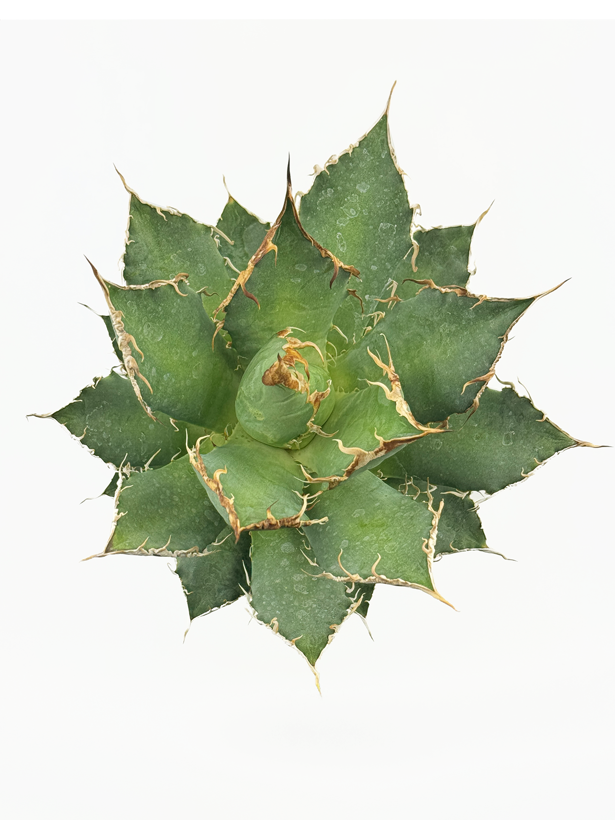 oaxaca oteroi 超特大 special W約30cm〜 極太主根 oaxaca oaxaca oteroi 超特大 special W約30cm〜 極太主根 oaxaca