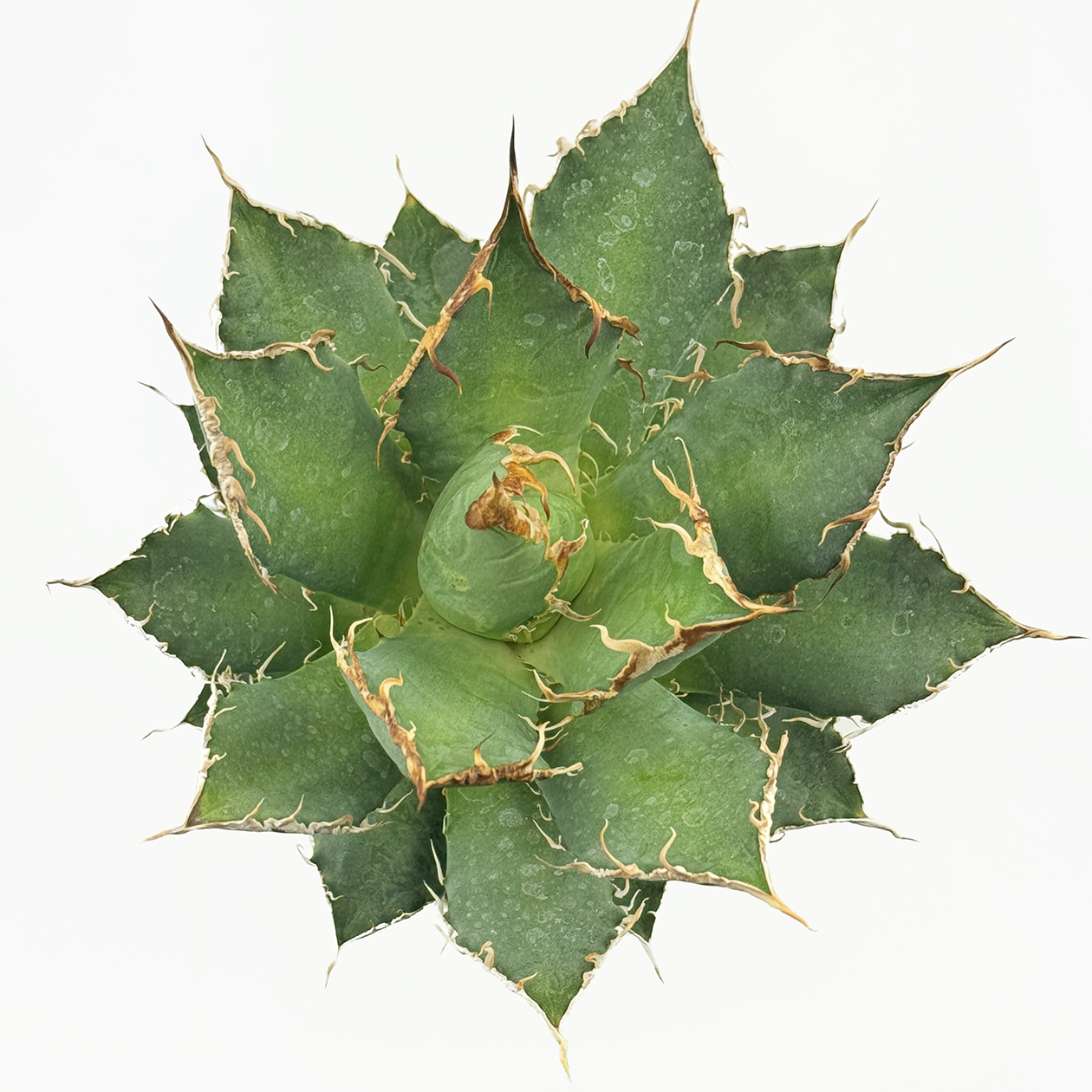 Agave oteroi 'Oaxaca' – Happy Valley Plants Agave oteroi 'Oaxaca' – Happy Valley Plants