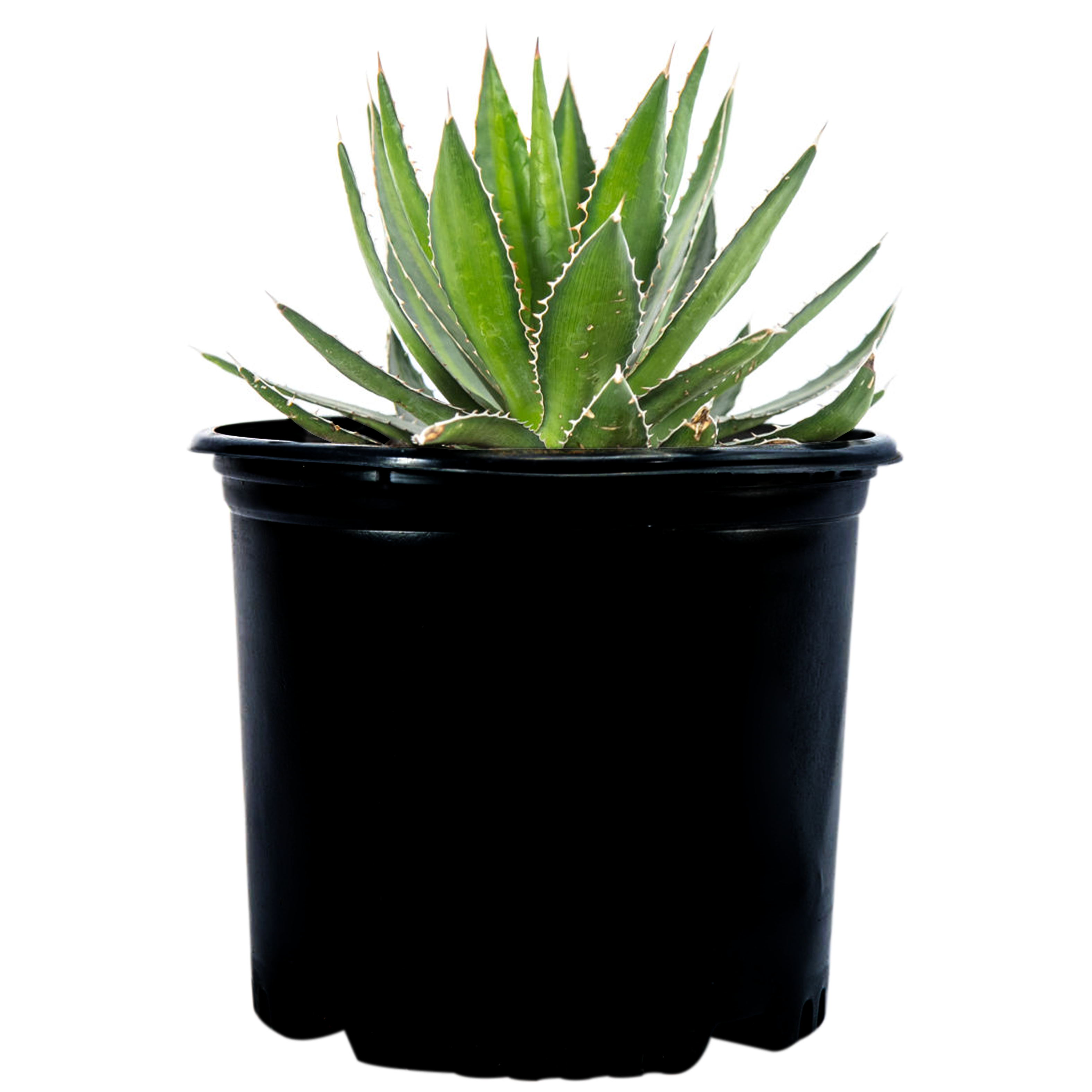 Agave lophanta 'Splendida'