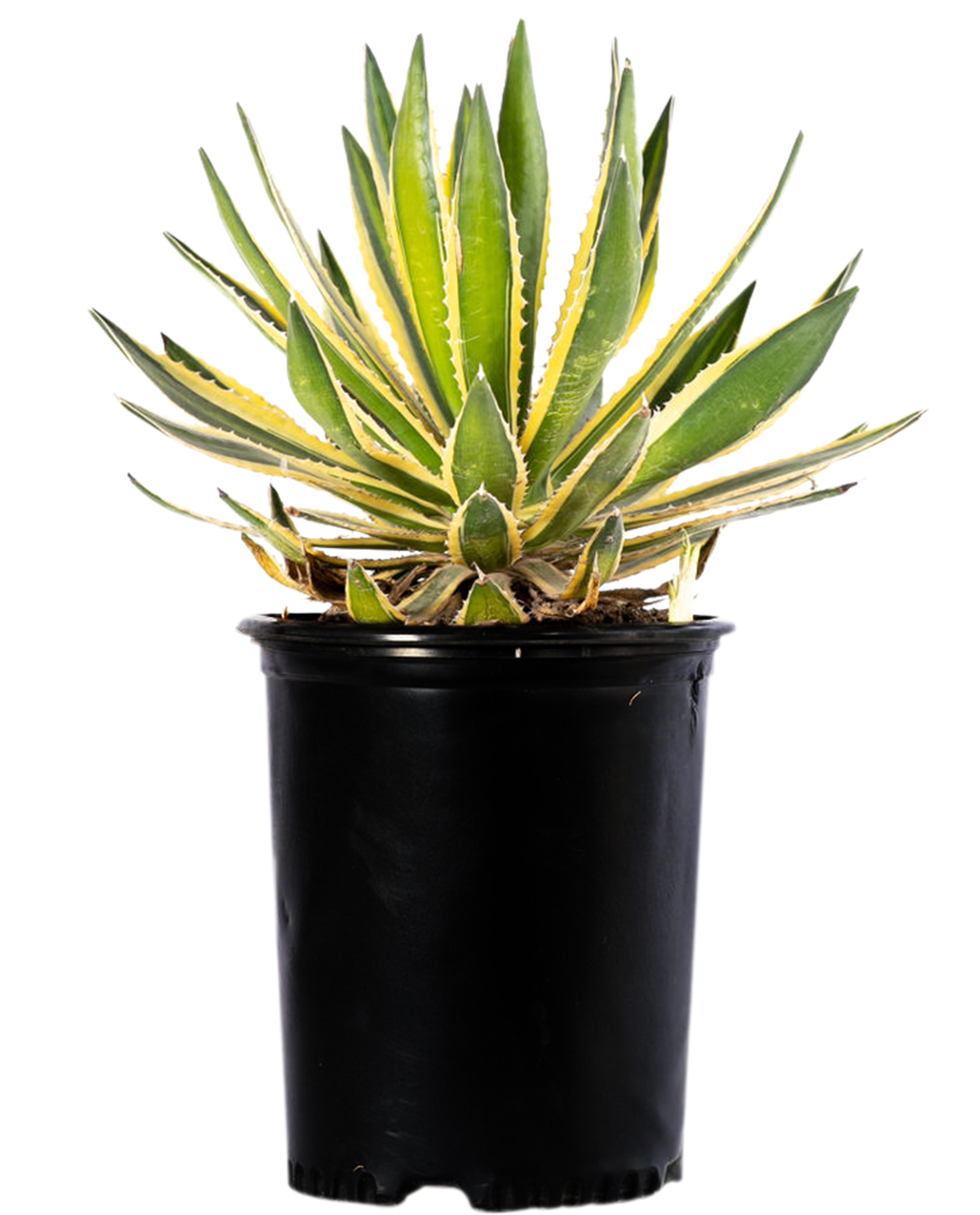 Agave lophantha v. Quadricolor – Happy Valley Plants