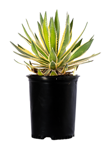 Full, high-angle view of Agave lophantha v. Quadricolor, featuring dark green leaves with yellow edges and a pale green strip down the middle, accented by dark red teeth along the margins. The plant grows to 1-2 feet high and wide, thriving in full to part sun. Hardy in USDA zones 8-12, it tolerates temperatures as low as 10-15°F. It is a slow-growing tropical plant, with greenish-yellow flowers that bloom on a stalk reaching up to 12 feet tall.







