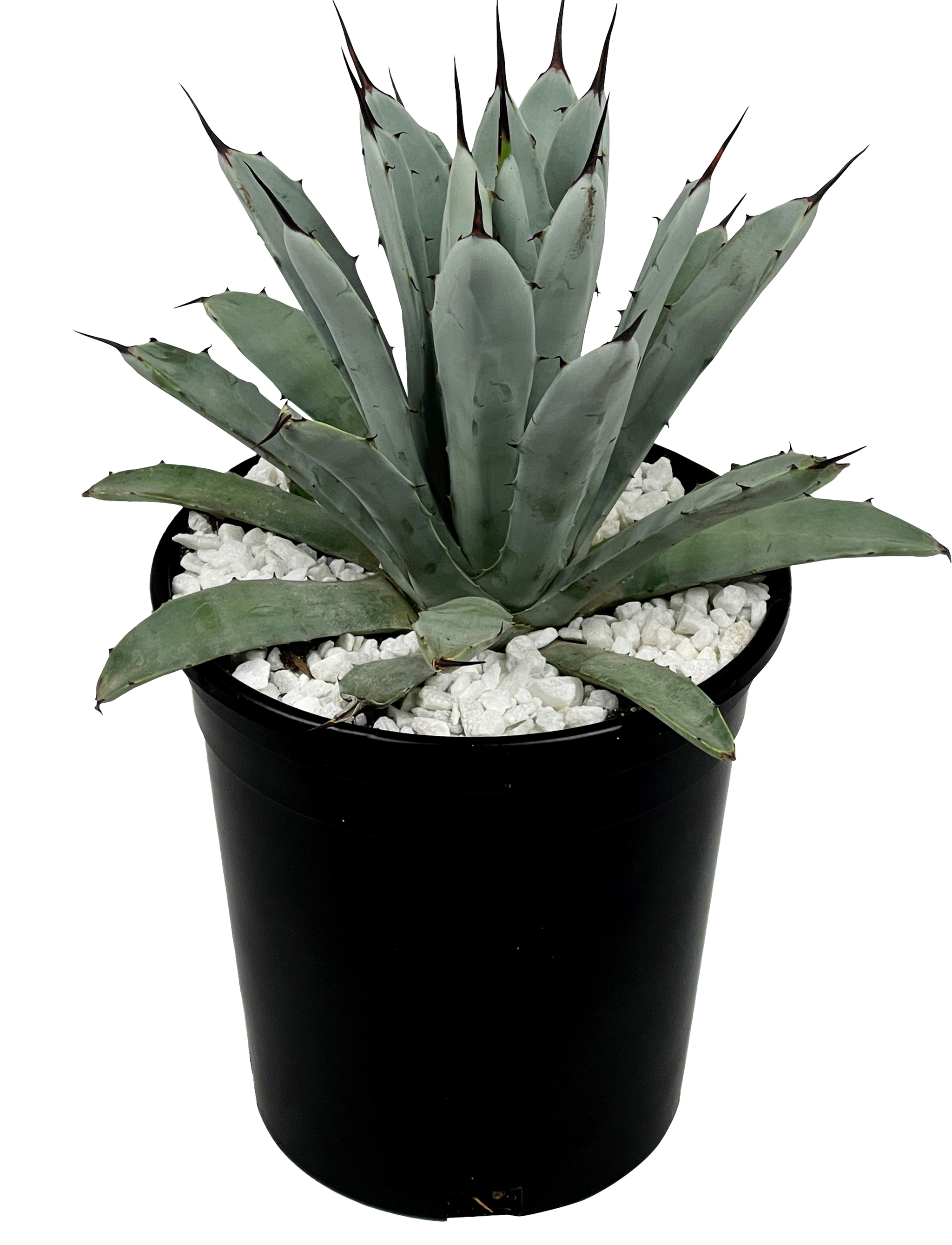 Agave macroacantha - Black spine agave – Happy Valley Plants Agave macroacantha - Black spine agave – Happy Valley Plants