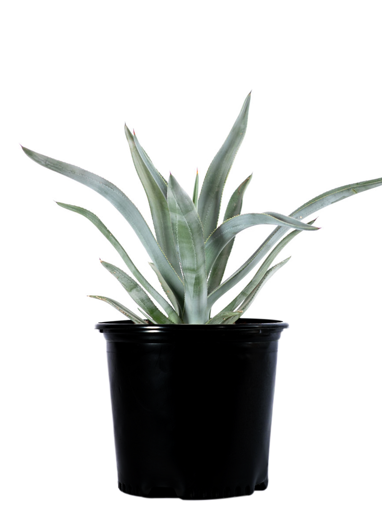 Full, high-angle view of Agave murpheyi, showcasing lanceolate-shaped, gray to blue-green leaves with reddish-brown teeth along the margins and a reddish-brown terminal spine. This agave grows 2-4 feet high and wide, thriving in full to part sun and tolerating drought and reflected heat.