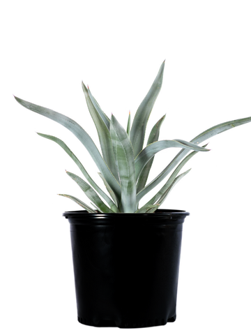 Full, high-angle view of Agave murpheyi, showcasing lanceolate-shaped, gray to blue-green leaves with reddish-brown teeth along the margins and a reddish-brown terminal spine. This agave grows 2-4 feet high and wide, thriving in full to part sun and tolerating drought and reflected heat.