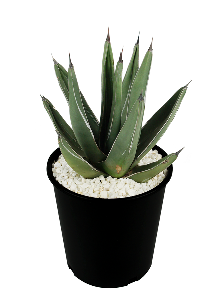 Full, high-angle view of Agave nicklesiae (King Ferdinand Agave), showcasing its triangular blue-green leaves arranged in a tight rosette, with a spine at the tip of each leaf. The plant grows to 1.5-2 feet high and 2-3 feet wide, thriving in full to part sun. It is hardy in USDA zones 8-12 and requires minimal irrigation, making it ideal for low-maintenance landscapes and collectors.