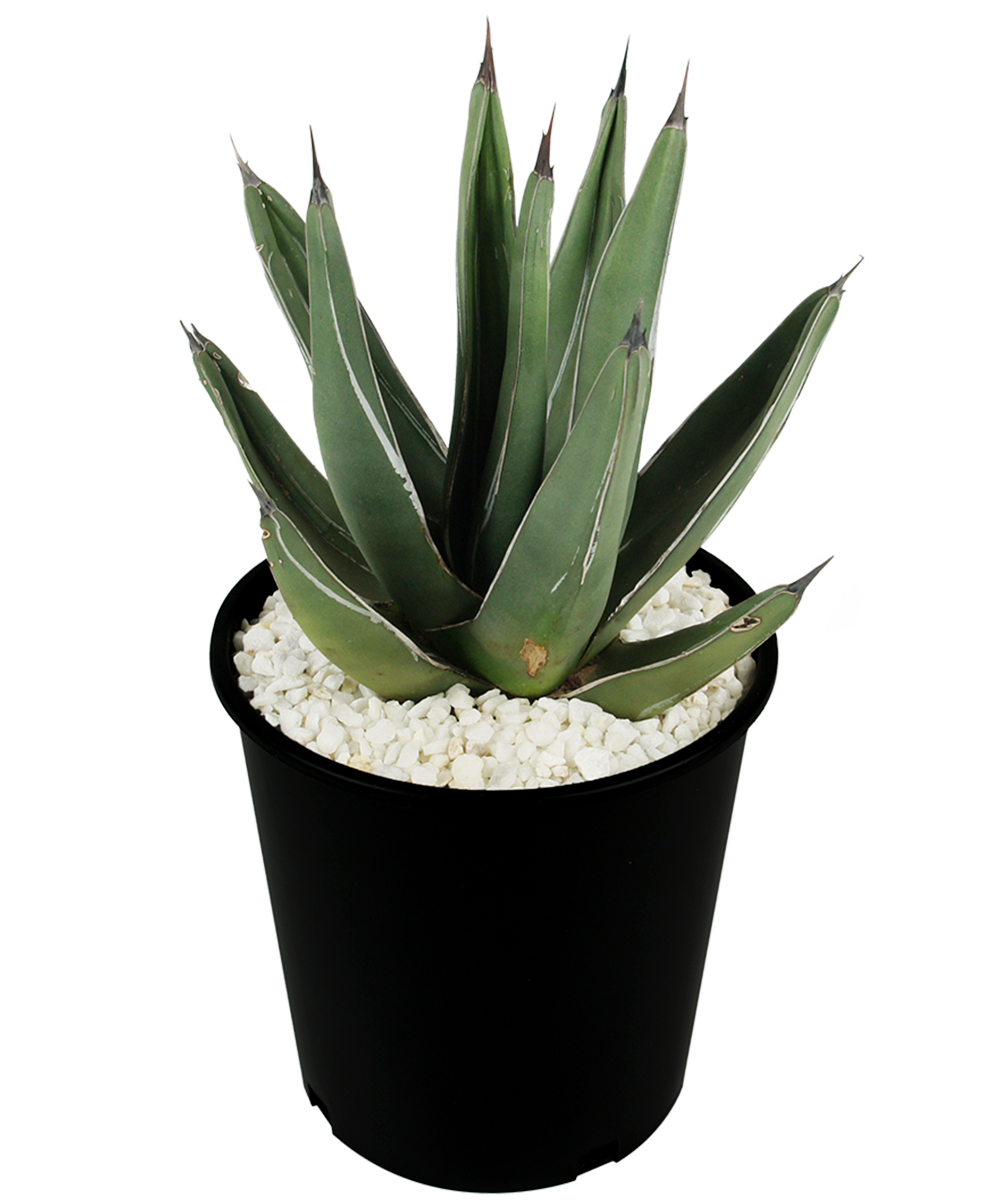 nickel plant succulent Agave nickelsiae (syn. A. ferdinandi-regis)