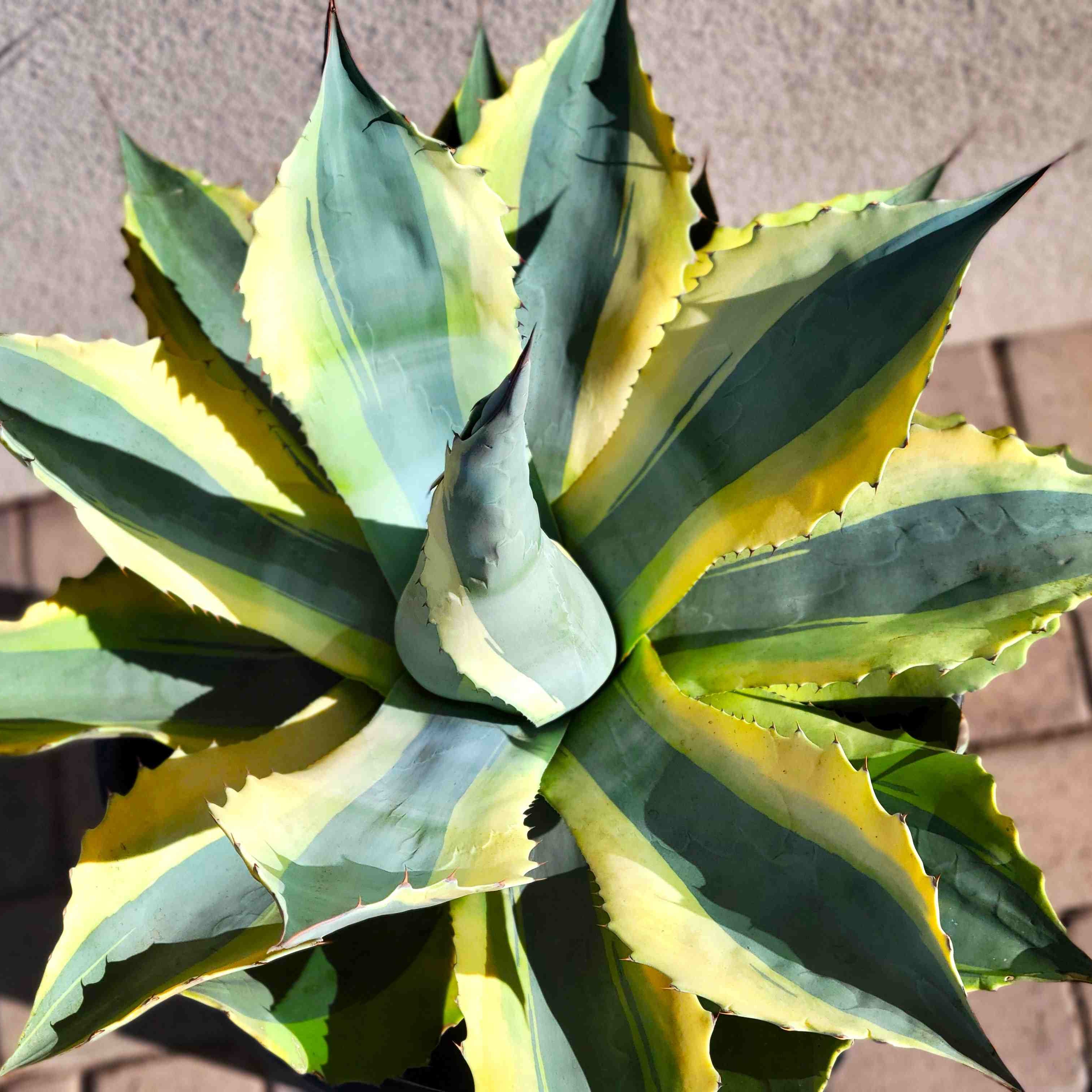 アガベ Agave ovatifolia variegated 'ORCA' 145 Agave ovatifolia 'Orca' - Variegated Whale's Tongue – Happy Valley