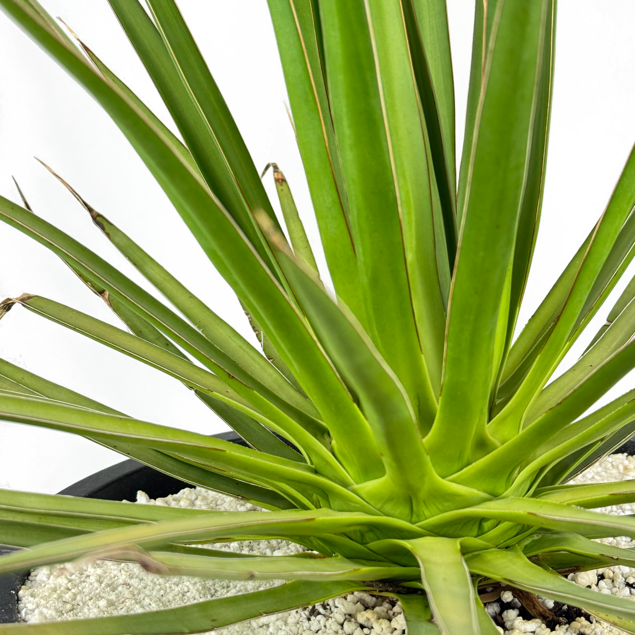 Agave ocahui