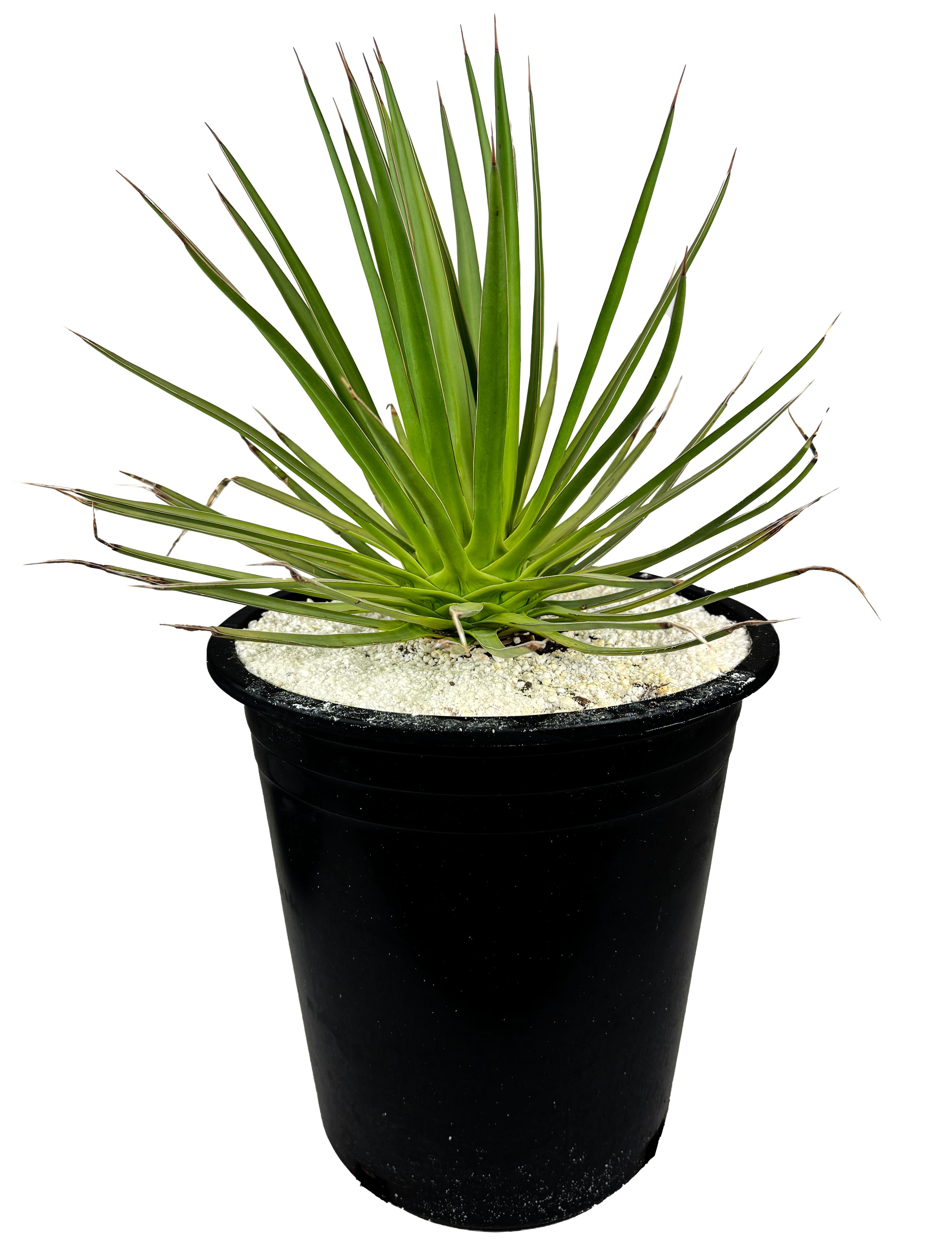 Agave ocahui