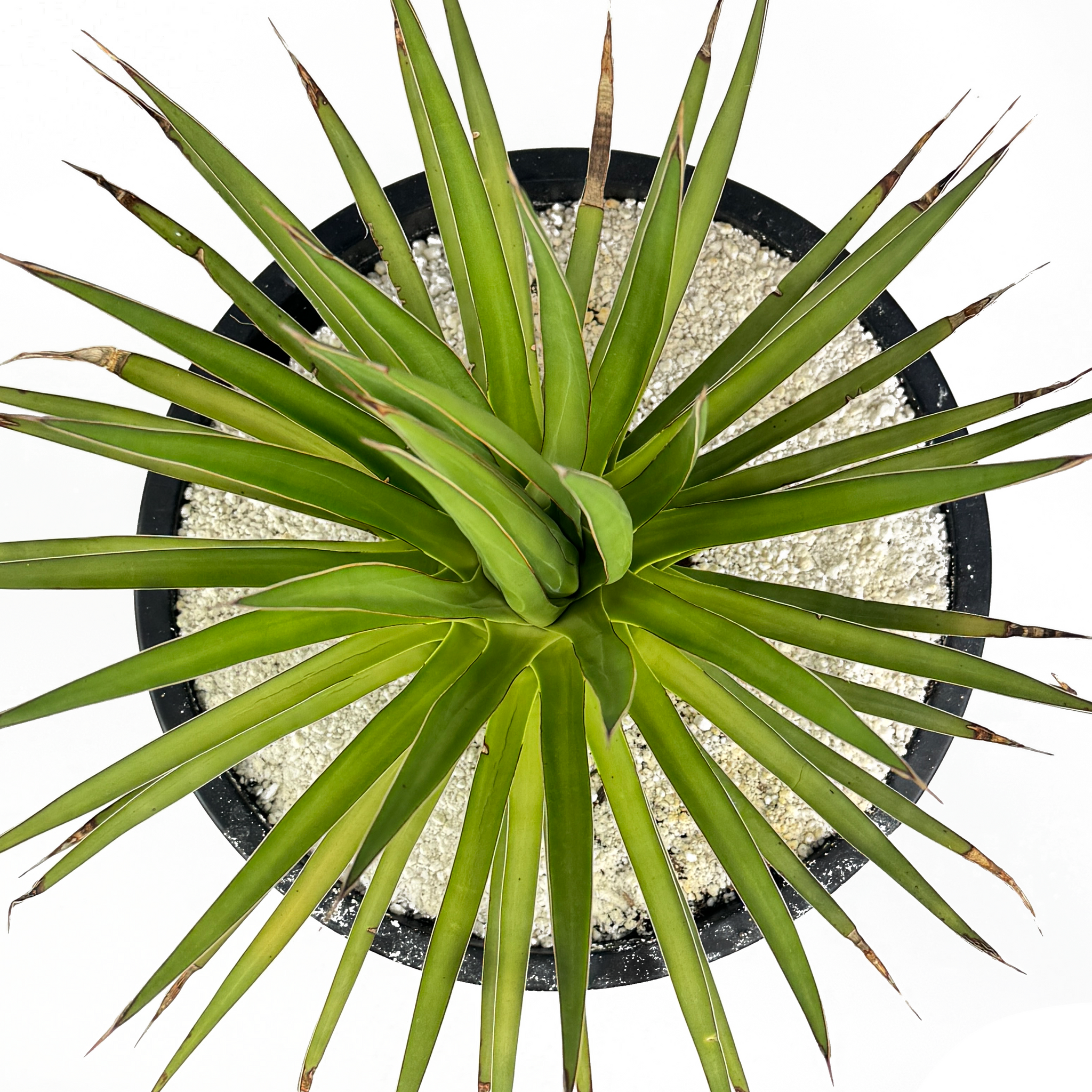 century succulent plant Agave ocahui