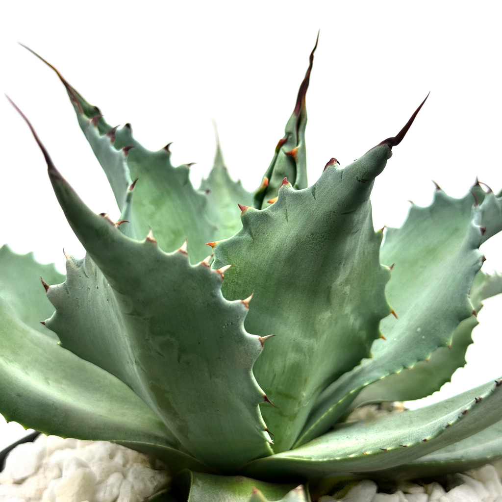 Close-up of Agave ovatifolia (Whale's Tongue Agave), featuring wide, deeply guttered leaves with wavy linear undulations that resemble the shape of a whale's tongue. The plant grows to 3-5 feet high and 4-6 feet wide, thriving in full sun. It is hardy in USDA zones 7-12 and grows slowly into a solitary specimen that commands attention in any landscape.






