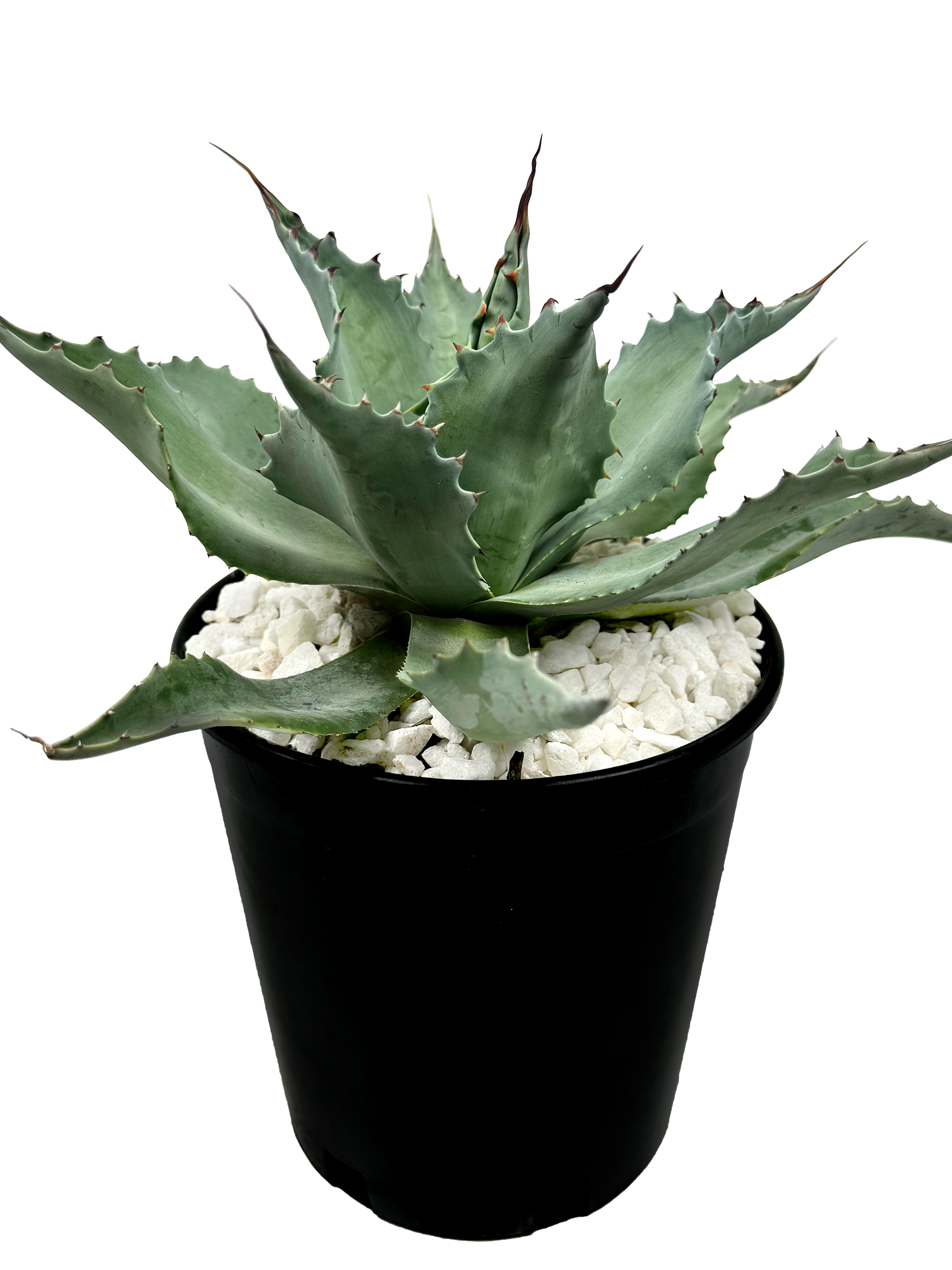 Agave ovatifolia 'Moby' TC株 Agave ovatifolia - Whale's Tongue Agave ovatifolia 'Moby' TC株 Agave ovatifolia - Whale's Tongue