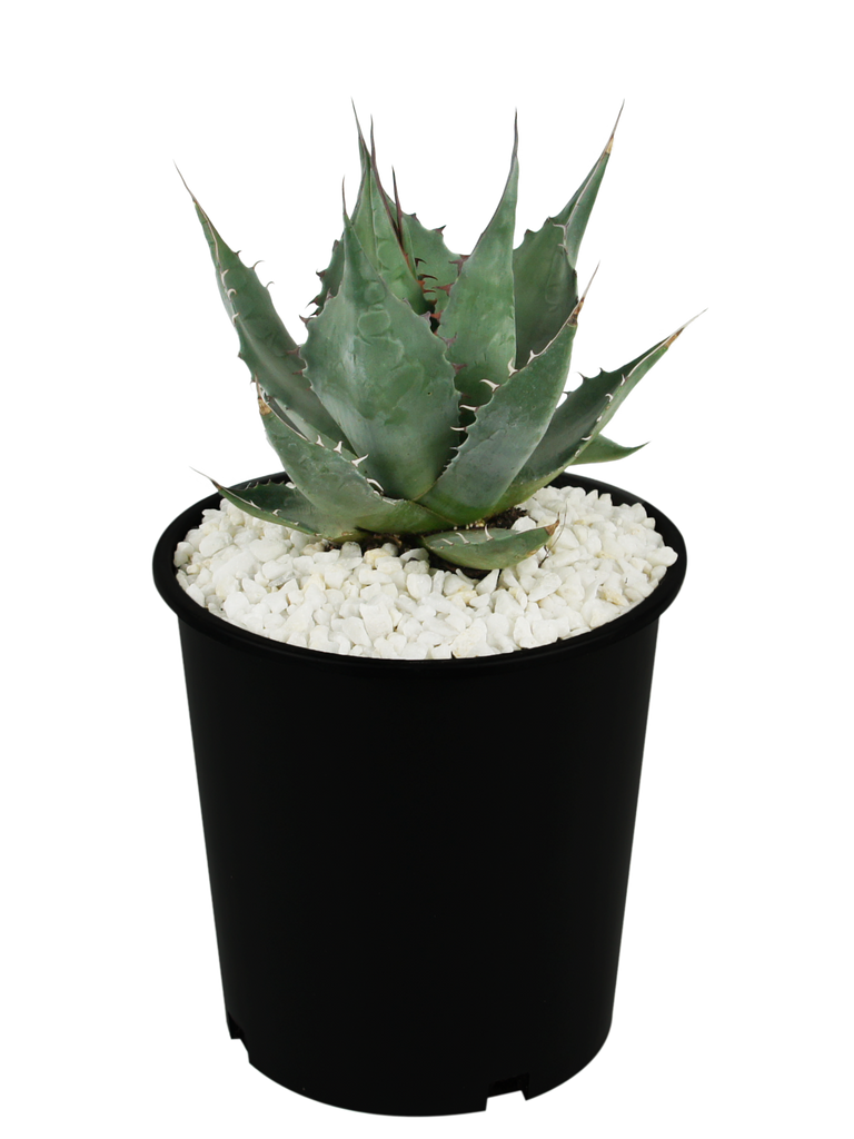 Full, high-angle view of Agave parrasana, also known as Desert Rose Agave, showcasing its wide, grey leaves that taper to brown terminal spines. The leaves form a tight rosette, with distinctive backward and forward-facing marginal teeth creating intricate patterns on each leaf. This hardy, drought-tolerant plant thrives in full sun.