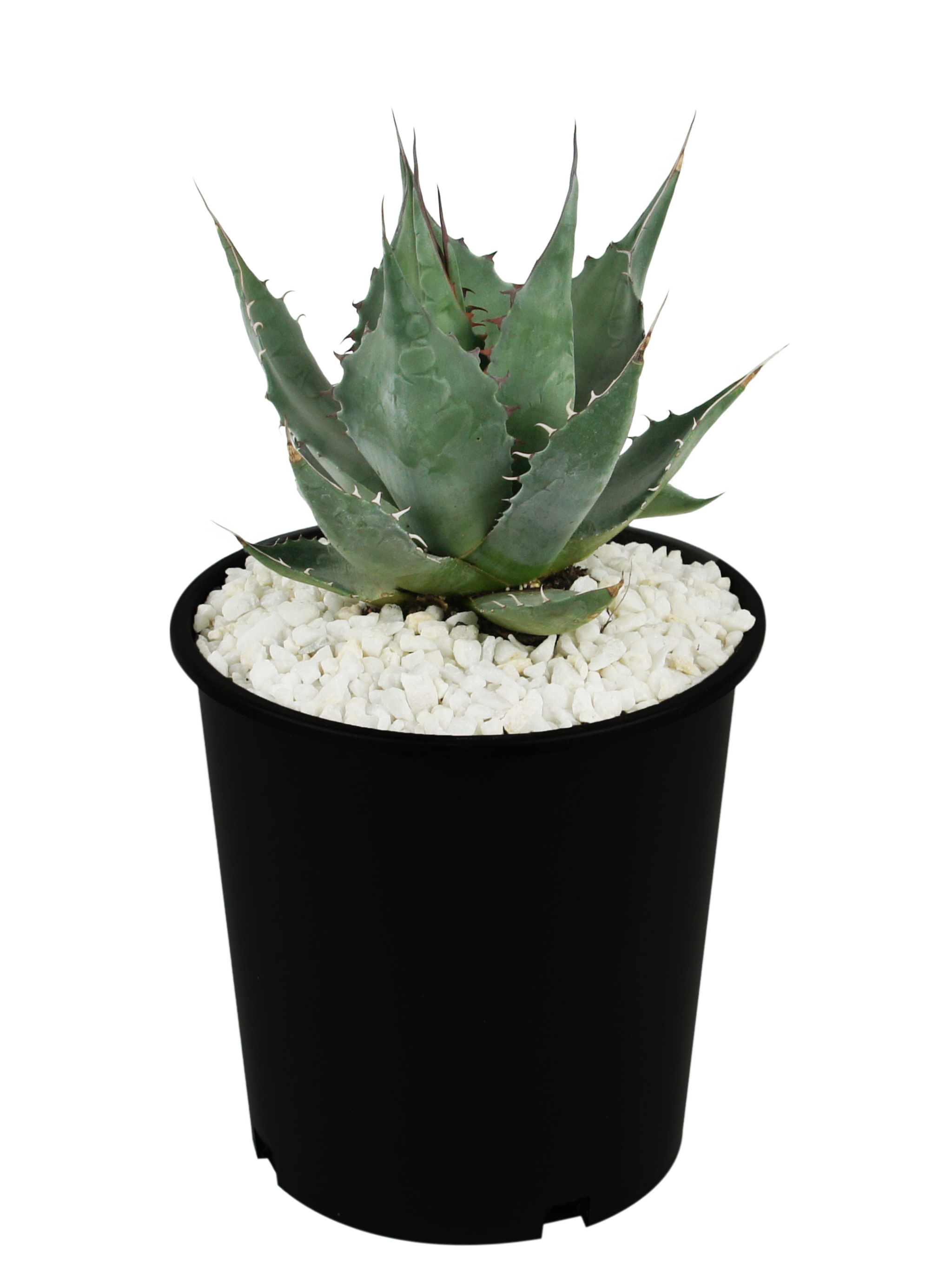 Agave Collection – Happy Valley Plants