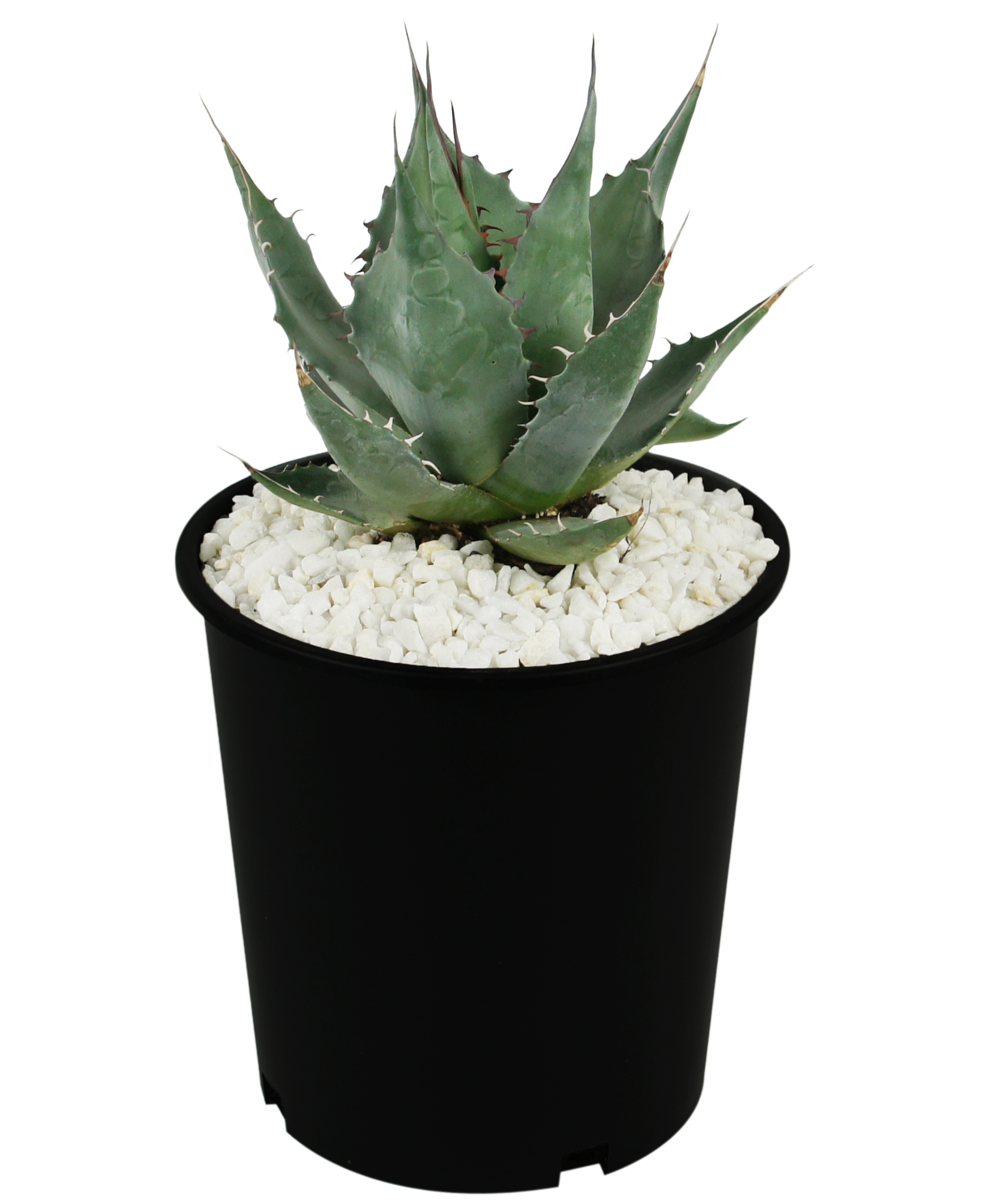 Agave parrasana