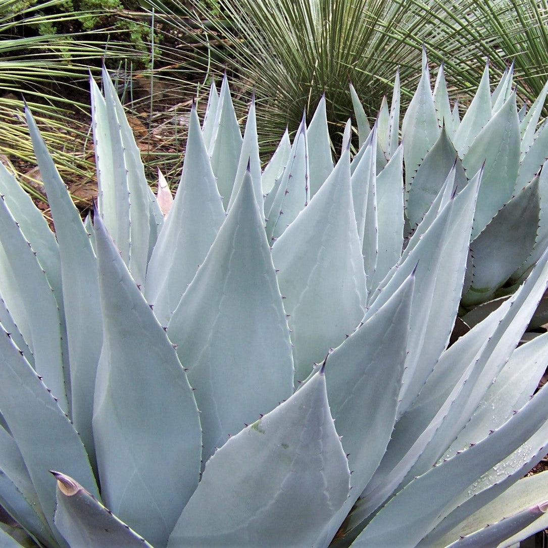 Agave parryi v. huachucensis – Happy Valley Plants