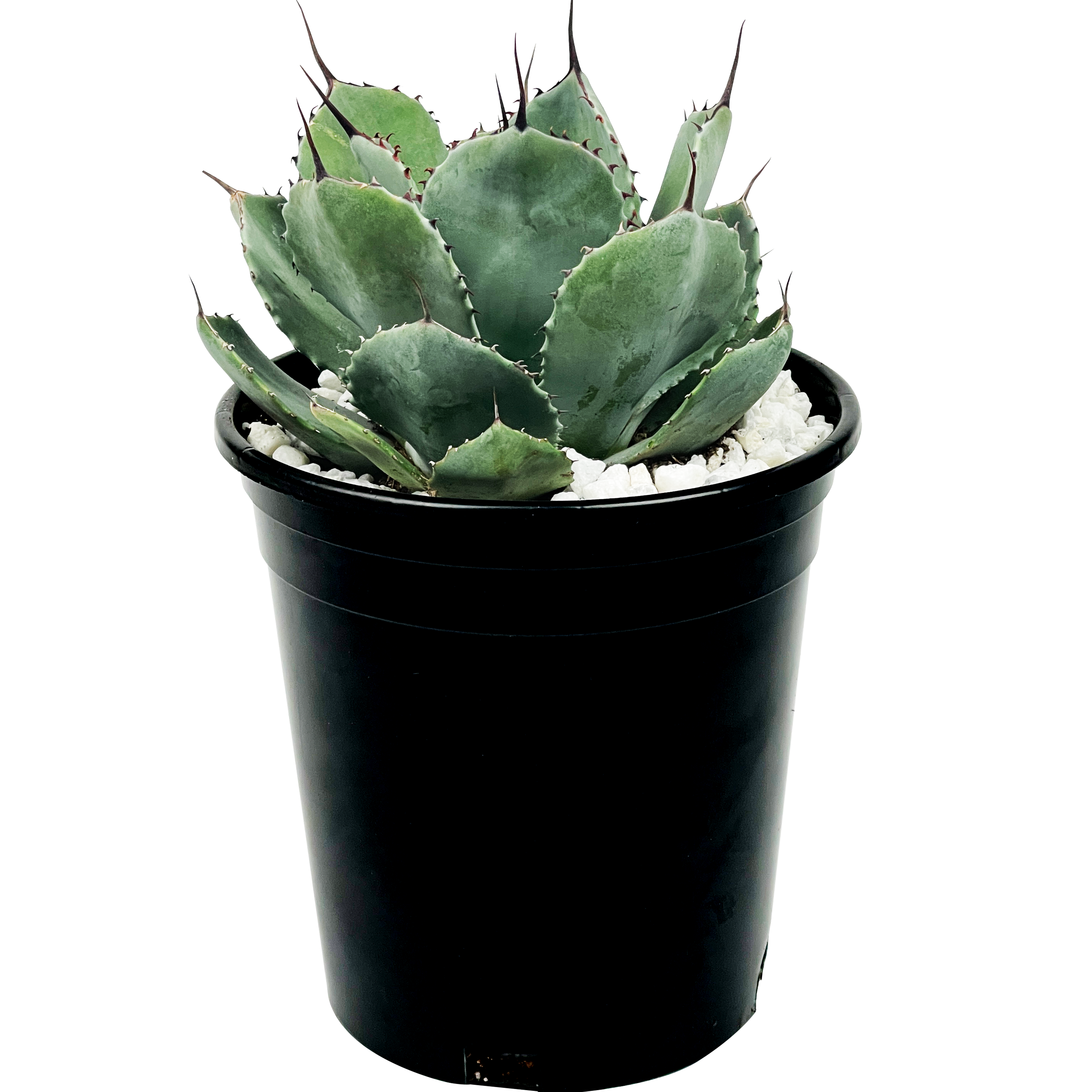 Agave parryi v. truncata - Artichoke Agave – Happy Valley Plants