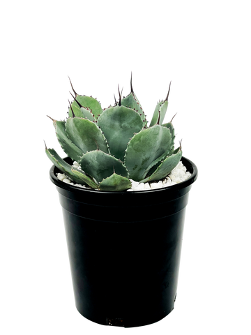 Full high-angle view of Agave parryi 'truncata' (Artichoke Agave), showcasing its broad, powder-blue leaves arranged in a compact rosette. The leaves resemble an artichoke and are tipped with one-inch-long black, wavy terminal spines. This hardy agave thrives in full sun to part shade and grows to 3-4 feet high and wide. It is well-suited for USDA hardiness zones 7-11 and prefers well-drained soil, making it an ideal choice for landscape accents, containers, or garden beds.






