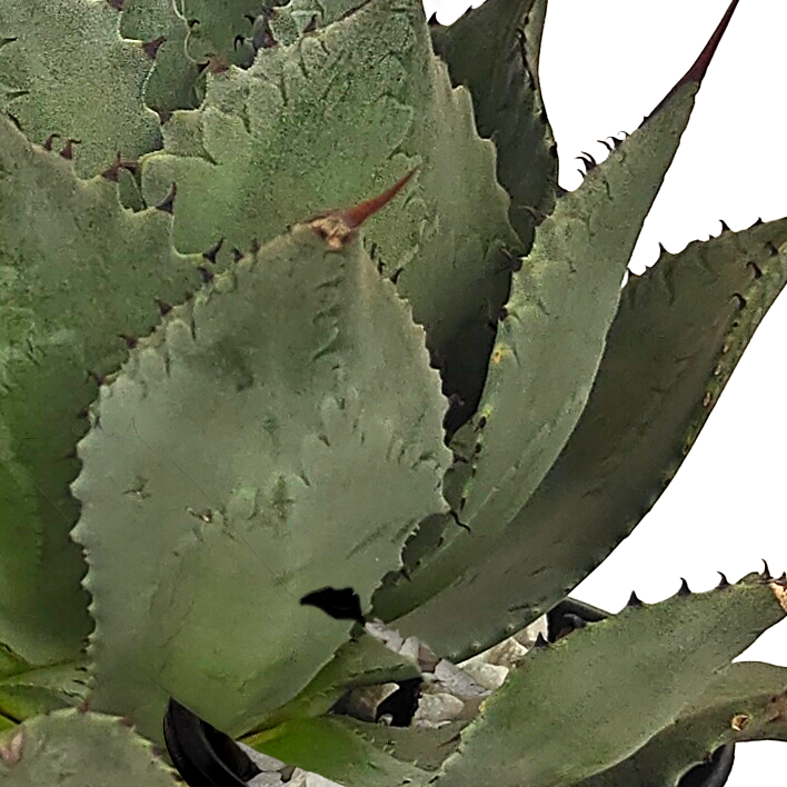 Close-up of Agave potatorum, also known as Butterfly Agave, showing its broad gray leaves arranged in an open rosette, measuring 1 to 2 feet tall and 2 to 3 feet wide. The leaves are reflexed near the tips, with brown spines, and a 1-inch long terminal spine. The plant produces a tall flower spike (10-20 feet) with light green flowers tipped with red after around 10 years. Hardy in USDA zones 9-12, it thrives in full to part sun.