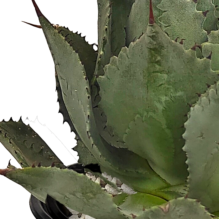 Close-up of Agave potatorum, also known as Butterfly Agave, showing its broad gray leaves arranged in an open rosette, measuring 1 to 2 feet tall and 2 to 3 feet wide. The leaves are reflexed near the tips, with brown spines, and a 1-inch long terminal spine. The plant produces a tall flower spike (10-20 feet) with light green flowers tipped with red after around 10 years. Hardy in USDA zones 9-12, it thrives in full to part sun.