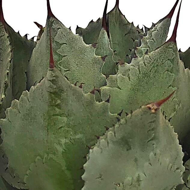 Close-up of Agave potatorum, also known as Butterfly Agave, showing its broad gray leaves arranged in an open rosette, measuring 1 to 2 feet tall and 2 to 3 feet wide. The leaves are reflexed near the tips, with brown spines, and a 1-inch long terminal spine. The plant produces a tall flower spike (10-20 feet) with light green flowers tipped with red after around 10 years. Hardy in USDA zones 9-12, it thrives in full to part sun.