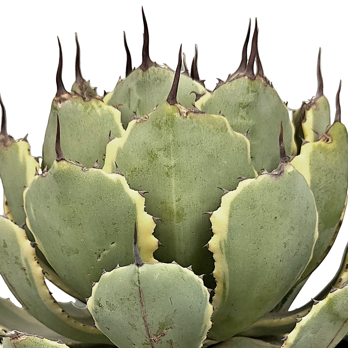 Agave x 'Kissho Kan' - Lucky Crown, Dwarf variegated butterfly Agave x 'Kissho Kan' - Lucky Crown, Dwarf variegated butterfly